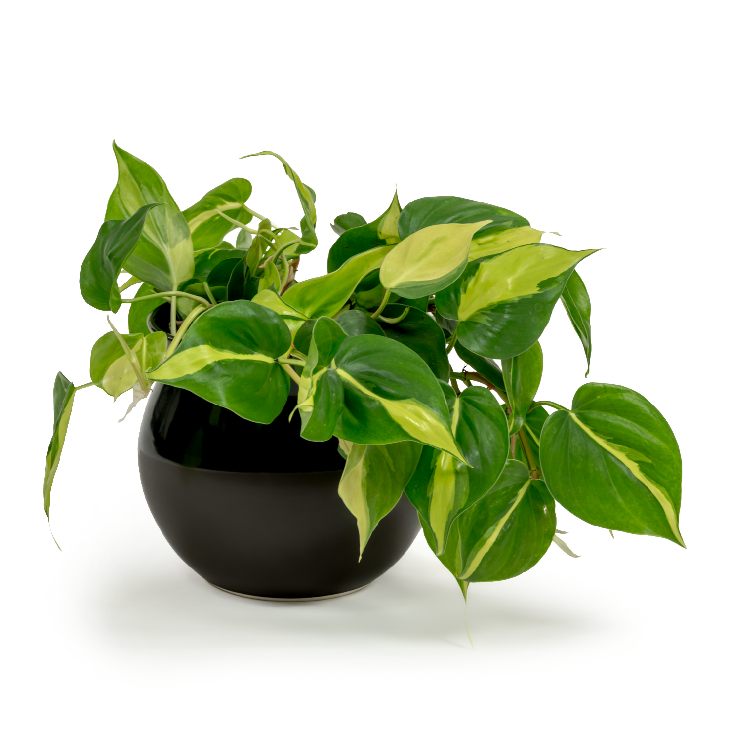 Brazil Heartleaf Philodendron