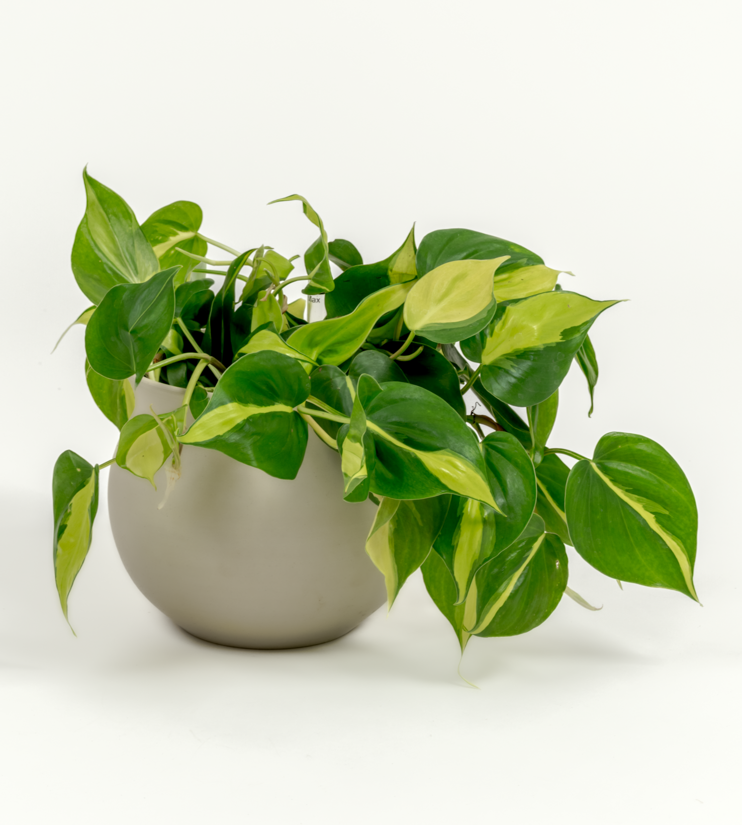 Philodendron hederaceum 'Brasil'