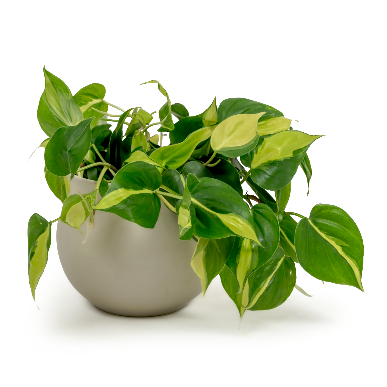 Brazil Heartleaf Philodendron