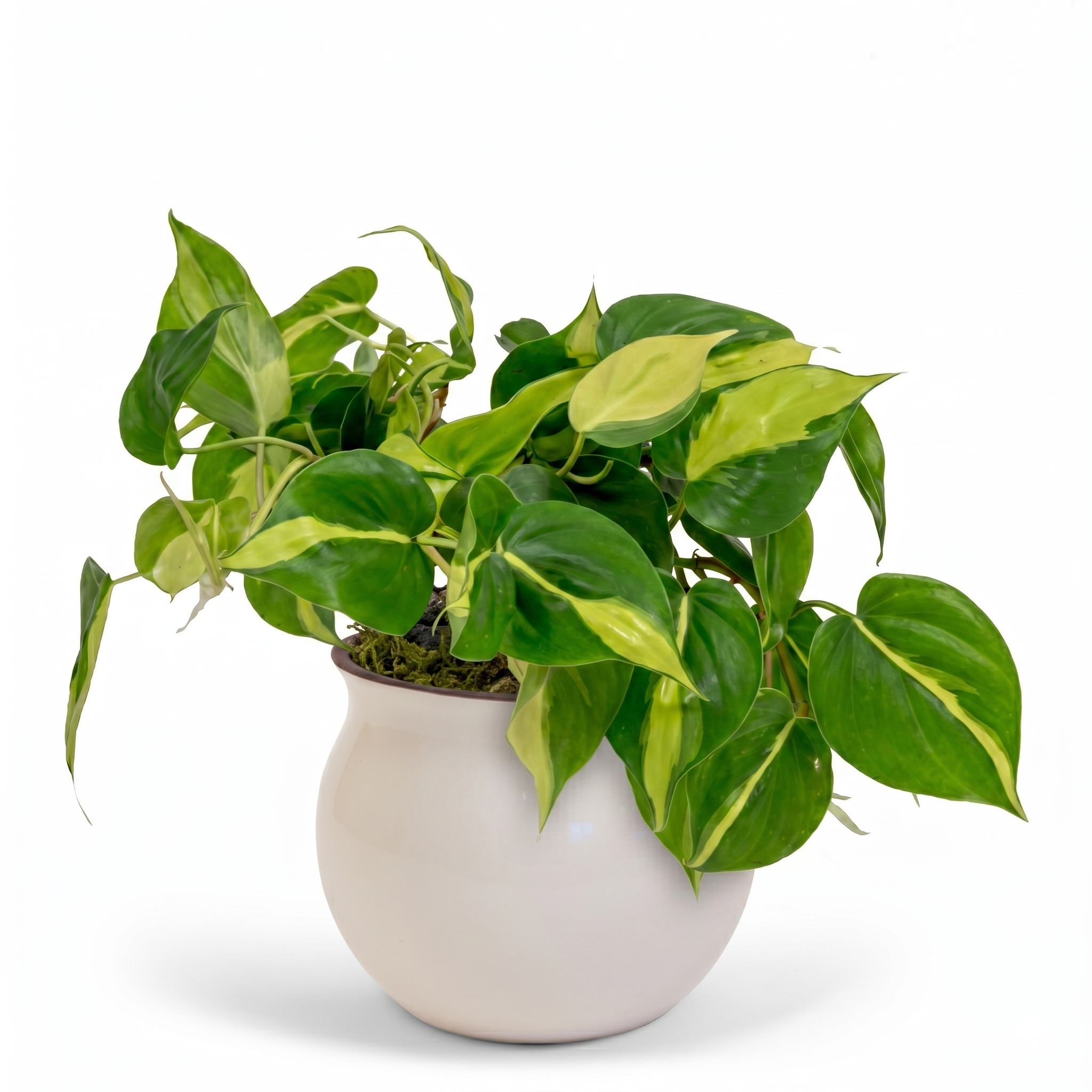 Brazil Heartleaf Philodendron