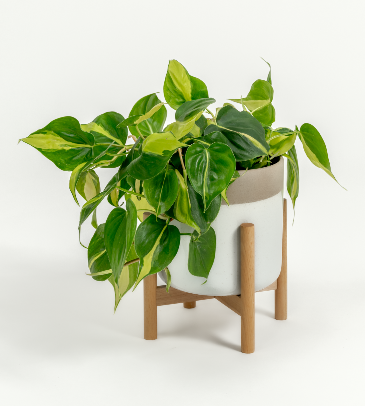 Philodendron hederaceum 'Brasil'