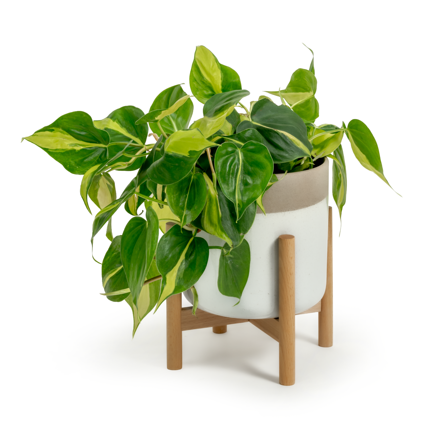 Brazil Heartleaf Philodendron