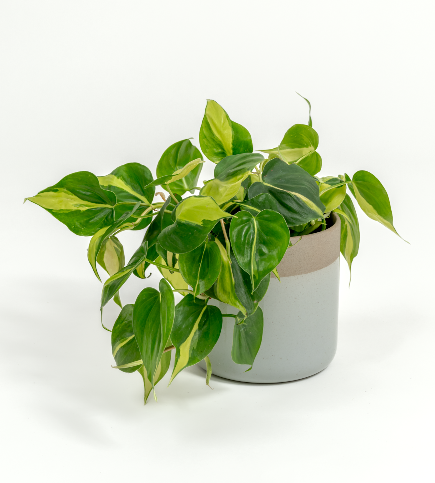Philodendron hederaceum 'Brasil'