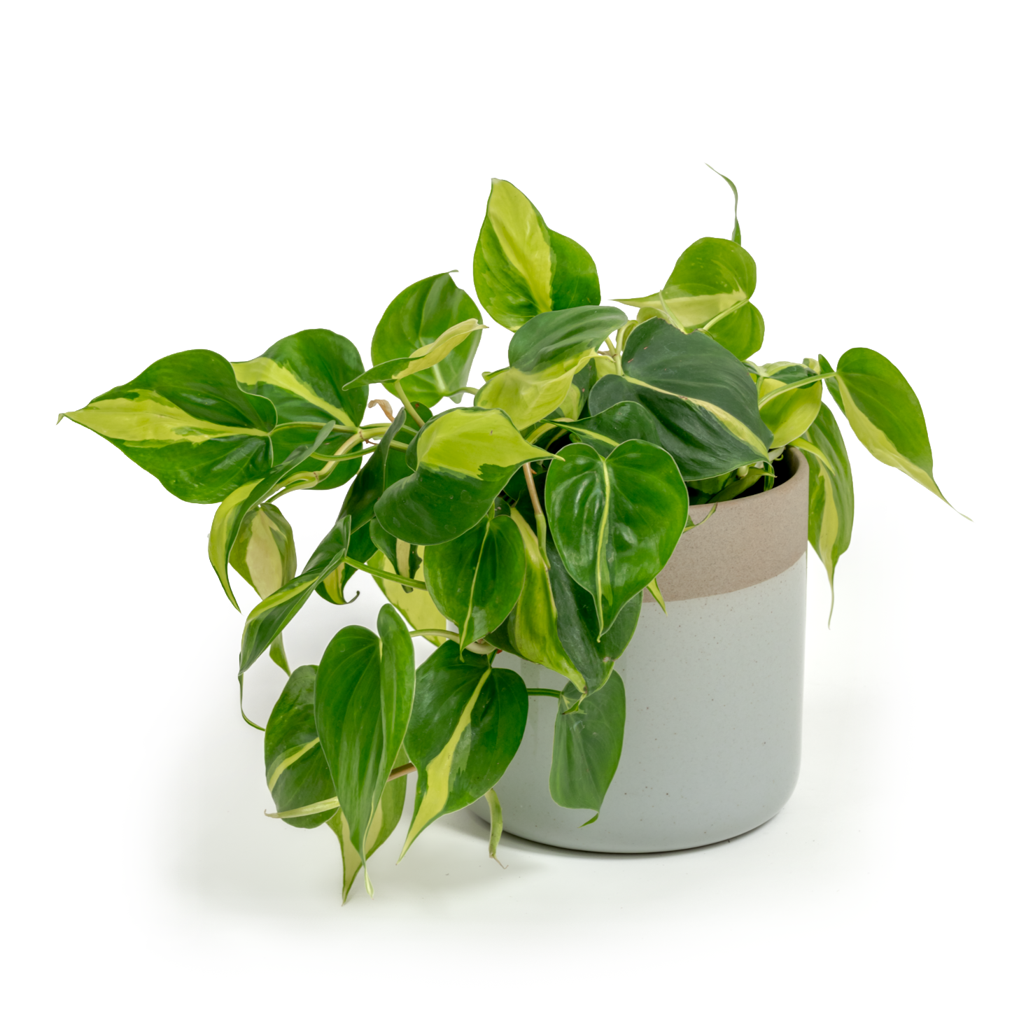 Brazil Heartleaf Philodendron