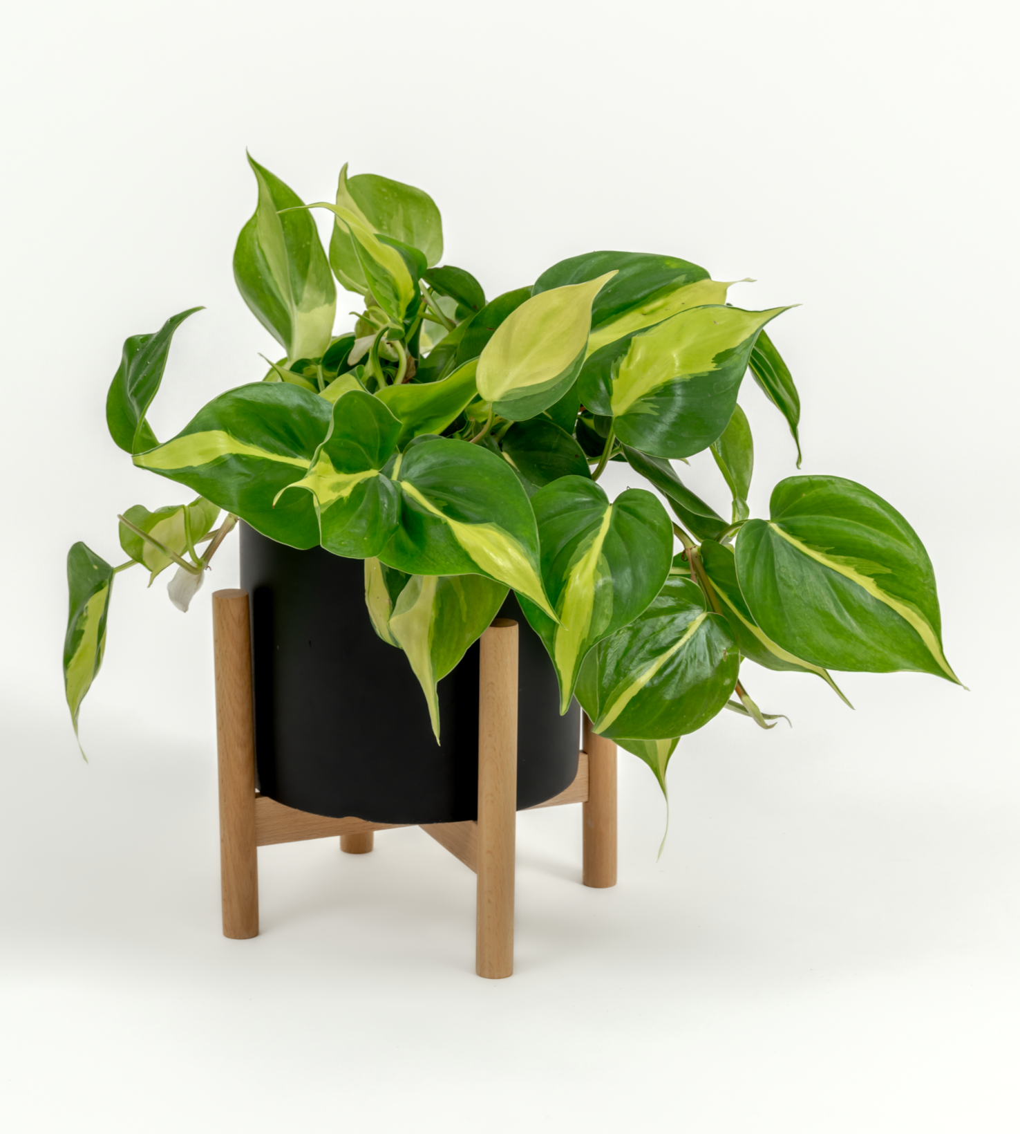 Philodendron hederaceum 'Brasil'