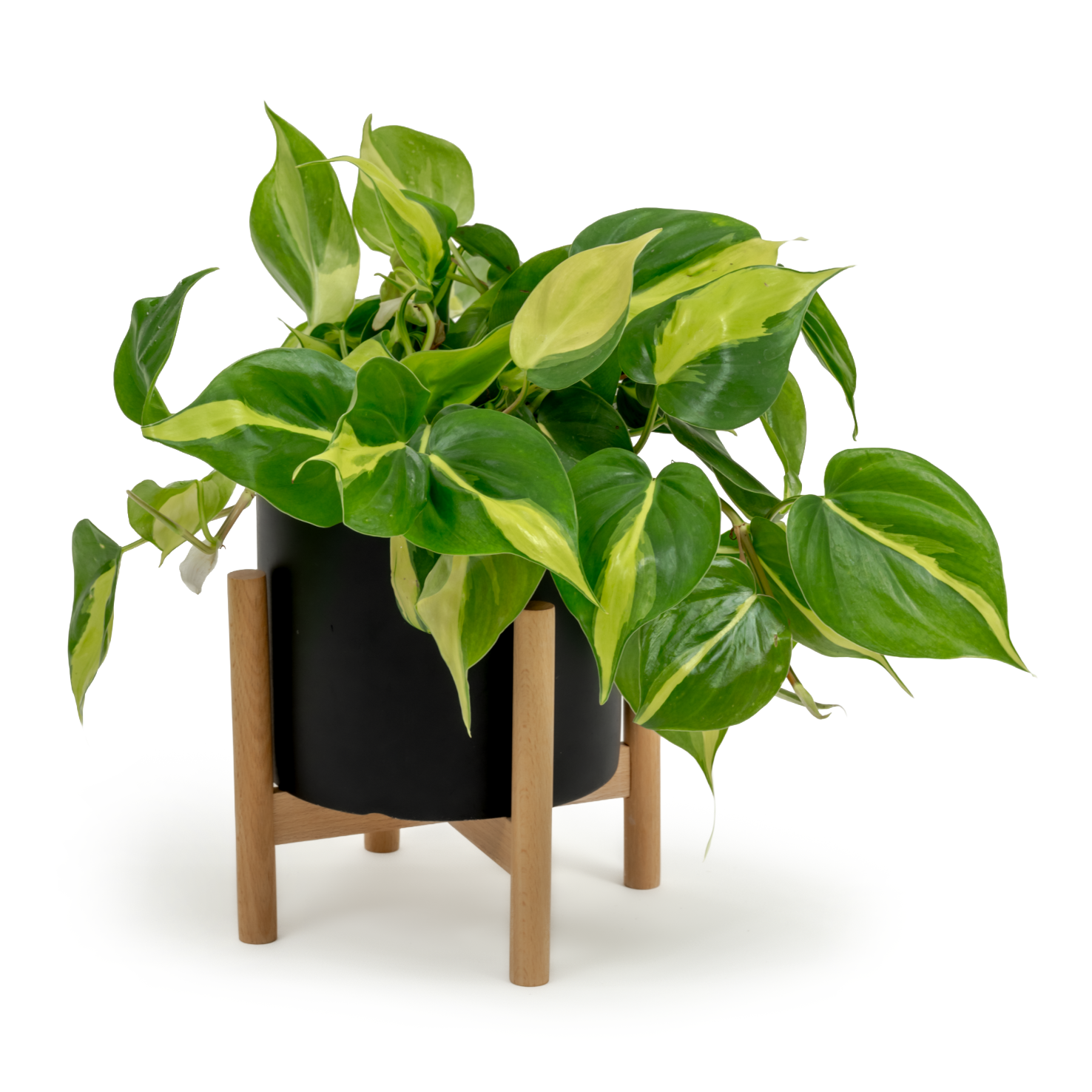 Brazil Heartleaf Philodendron