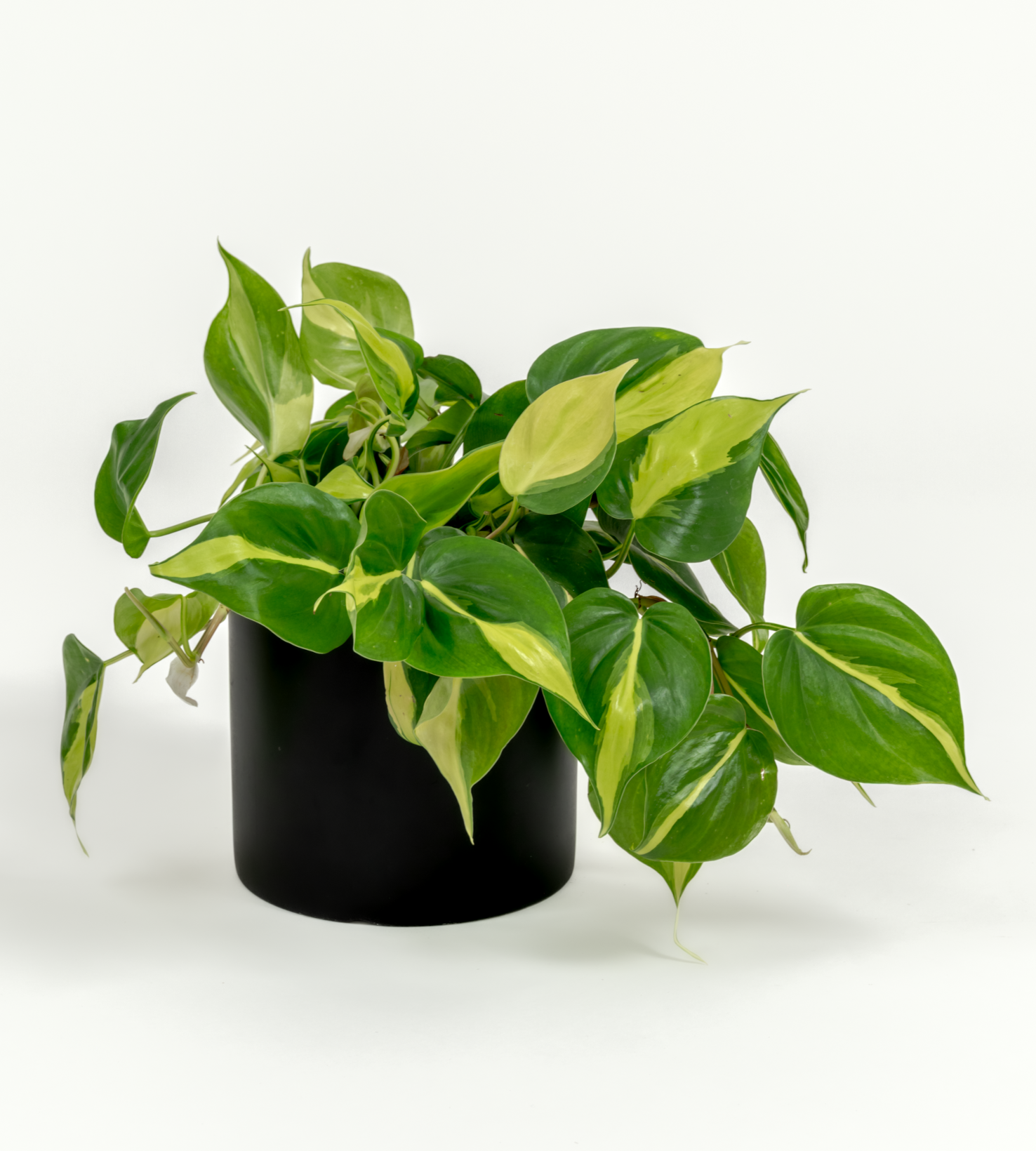 Philodendron hederaceum 'Brasil'