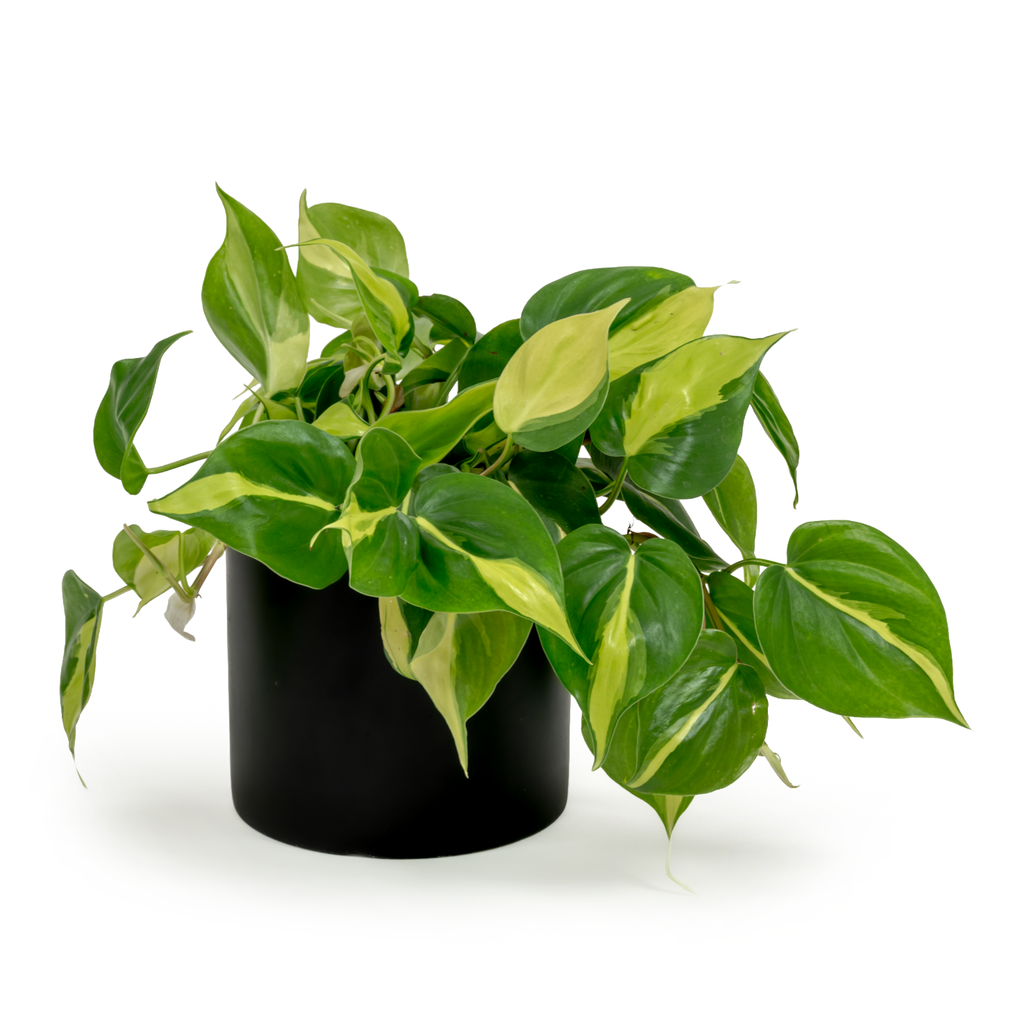 Brazil Heartleaf Philodendron