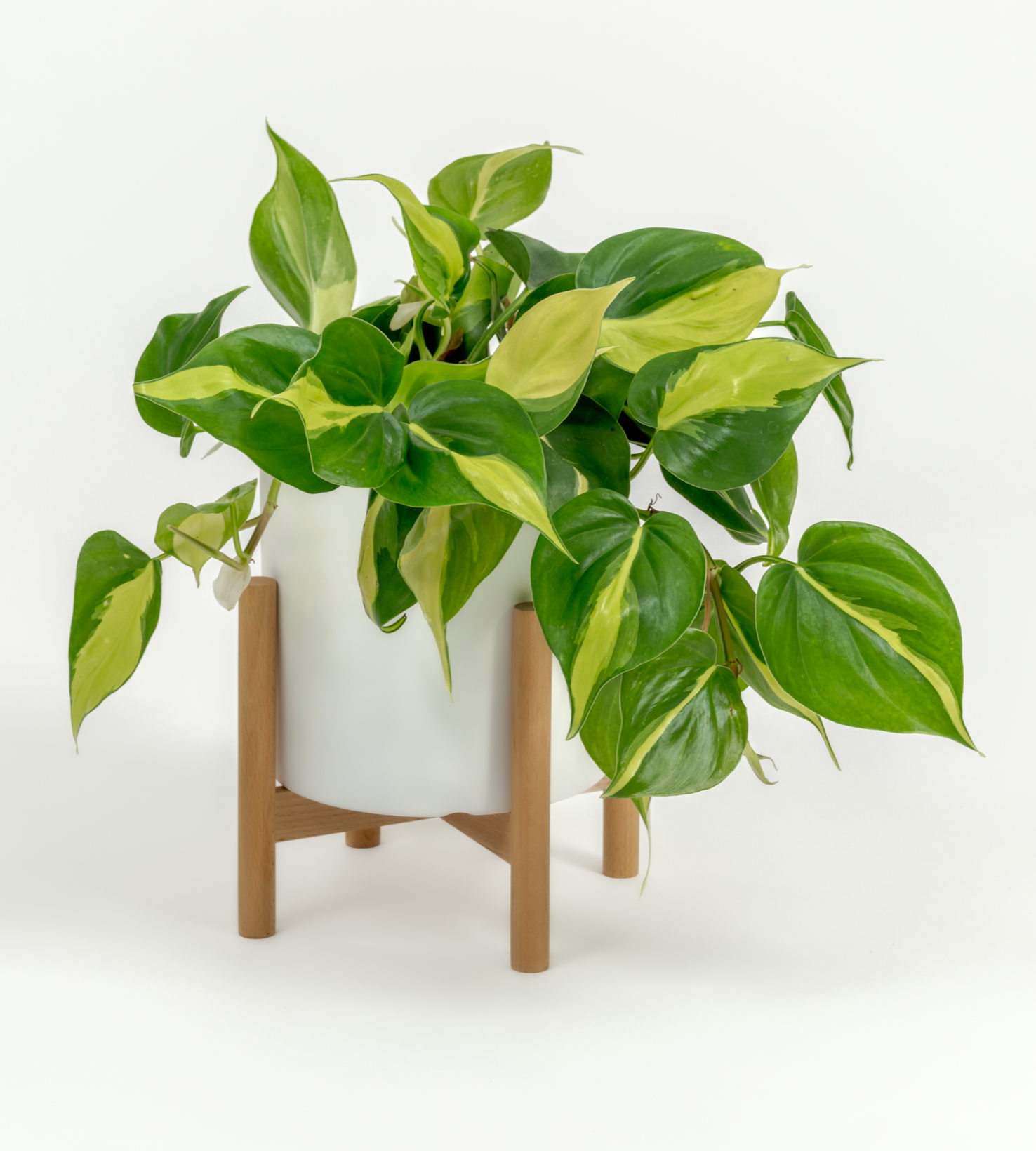 Philodendron hederaceum 'Brasil'