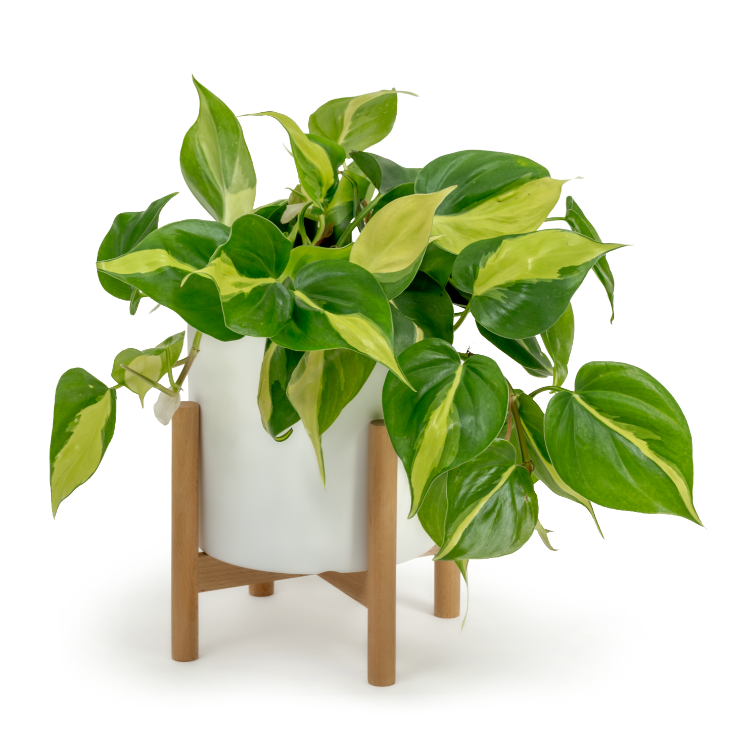 Brazil Heartleaf Philodendron