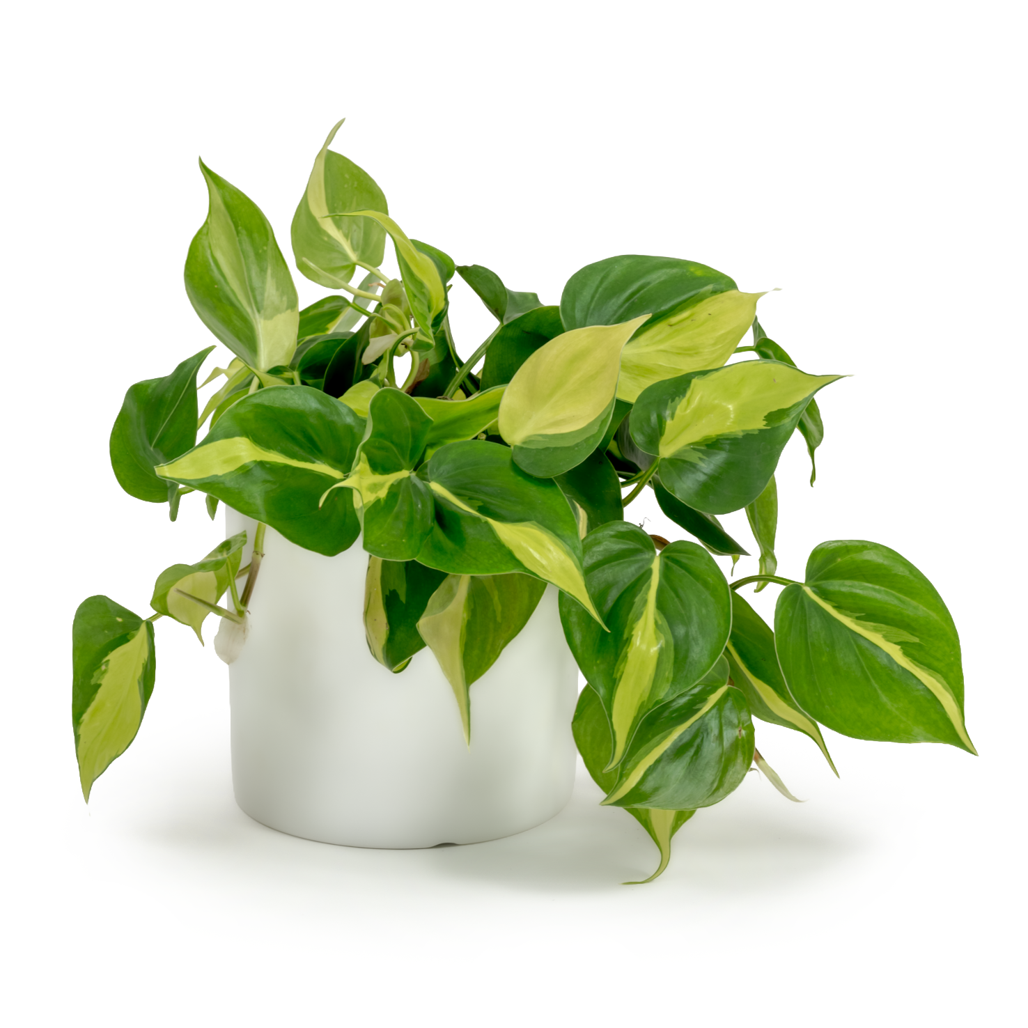 Brazil Heartleaf Philodendron