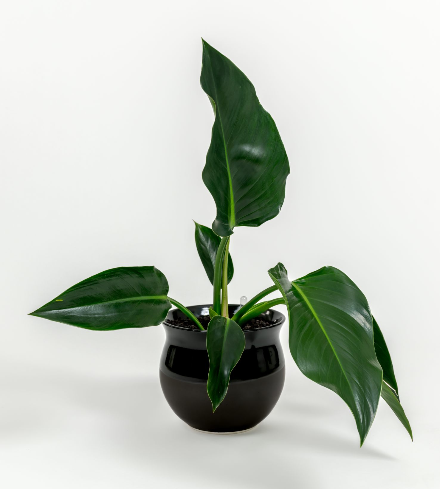 Philodendron hybrid 'Green congo'