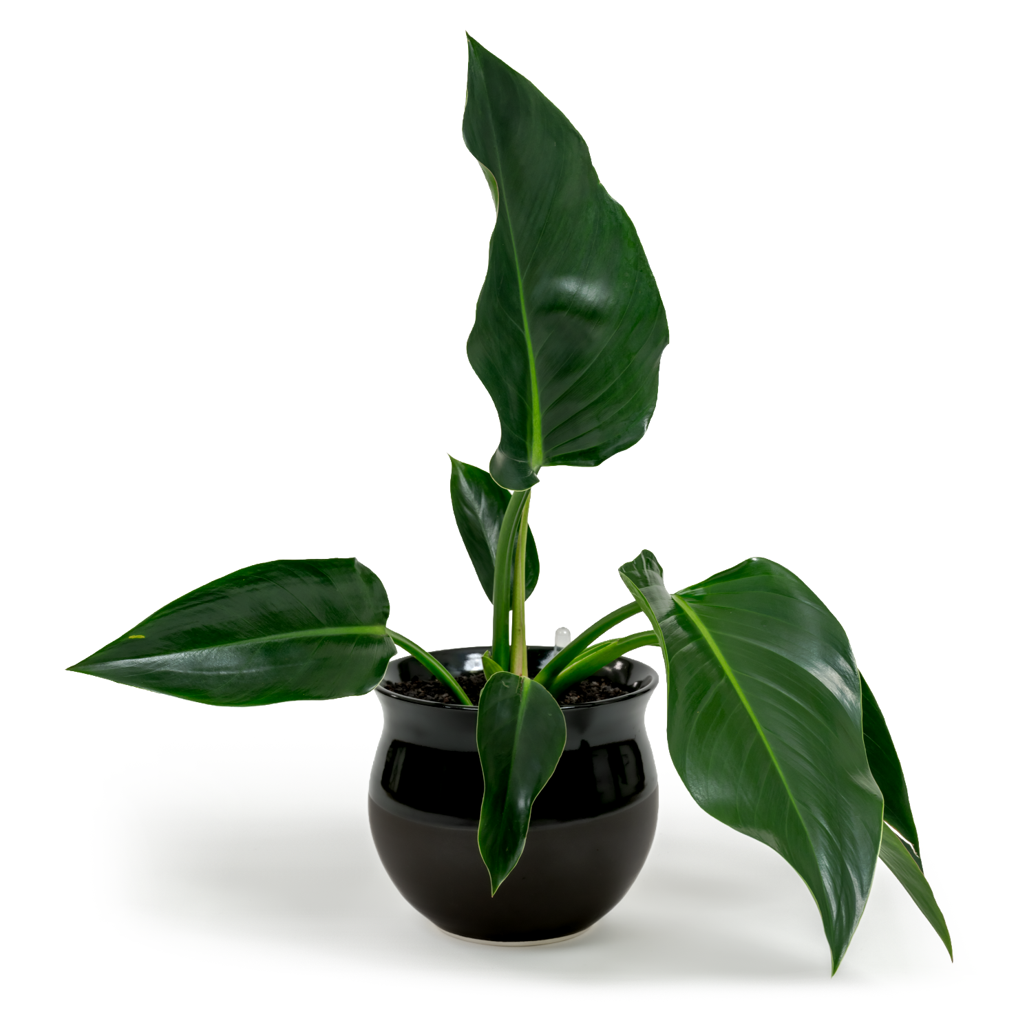 Green Congo