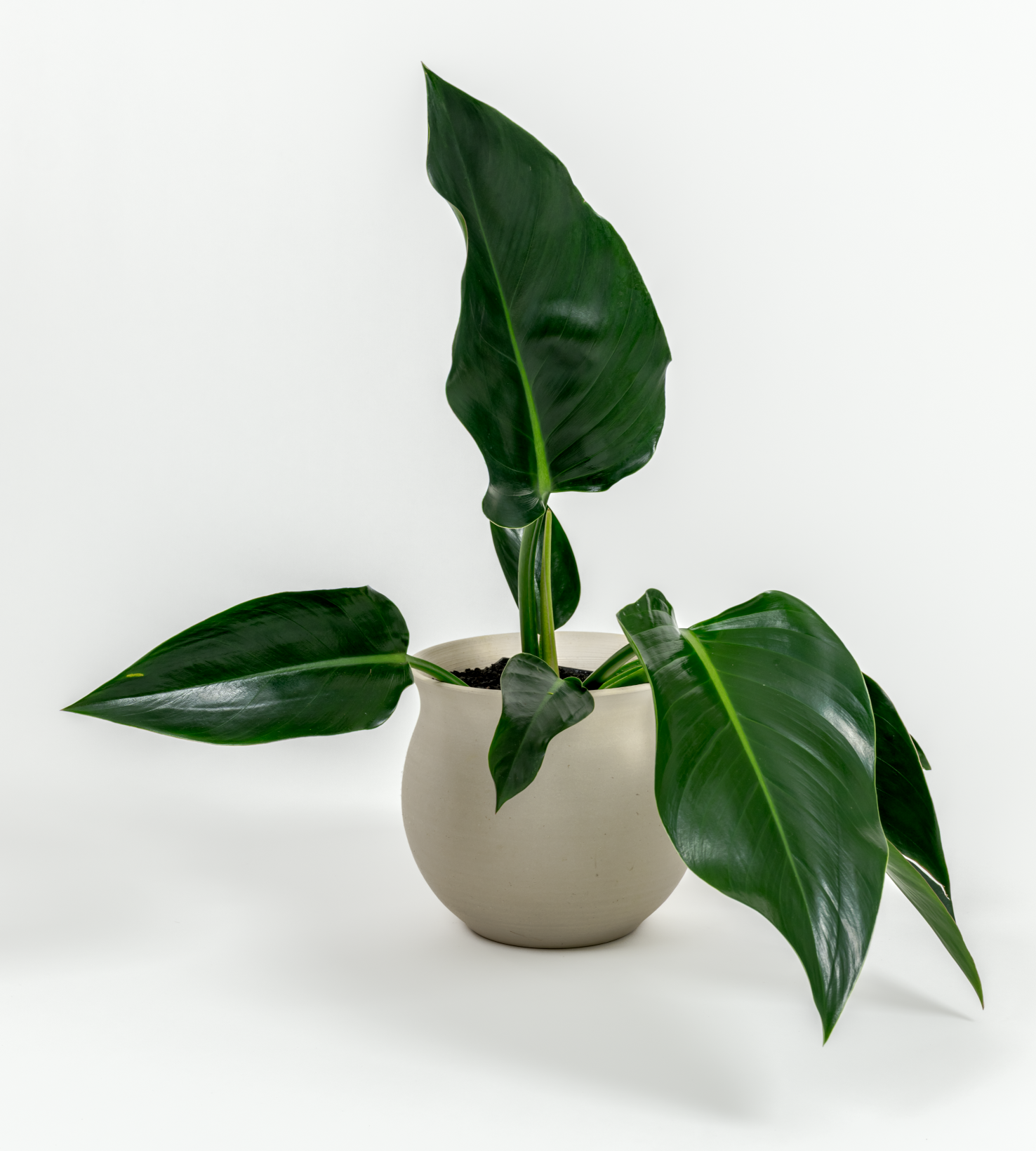 Philodendron hybrid 'Green congo'