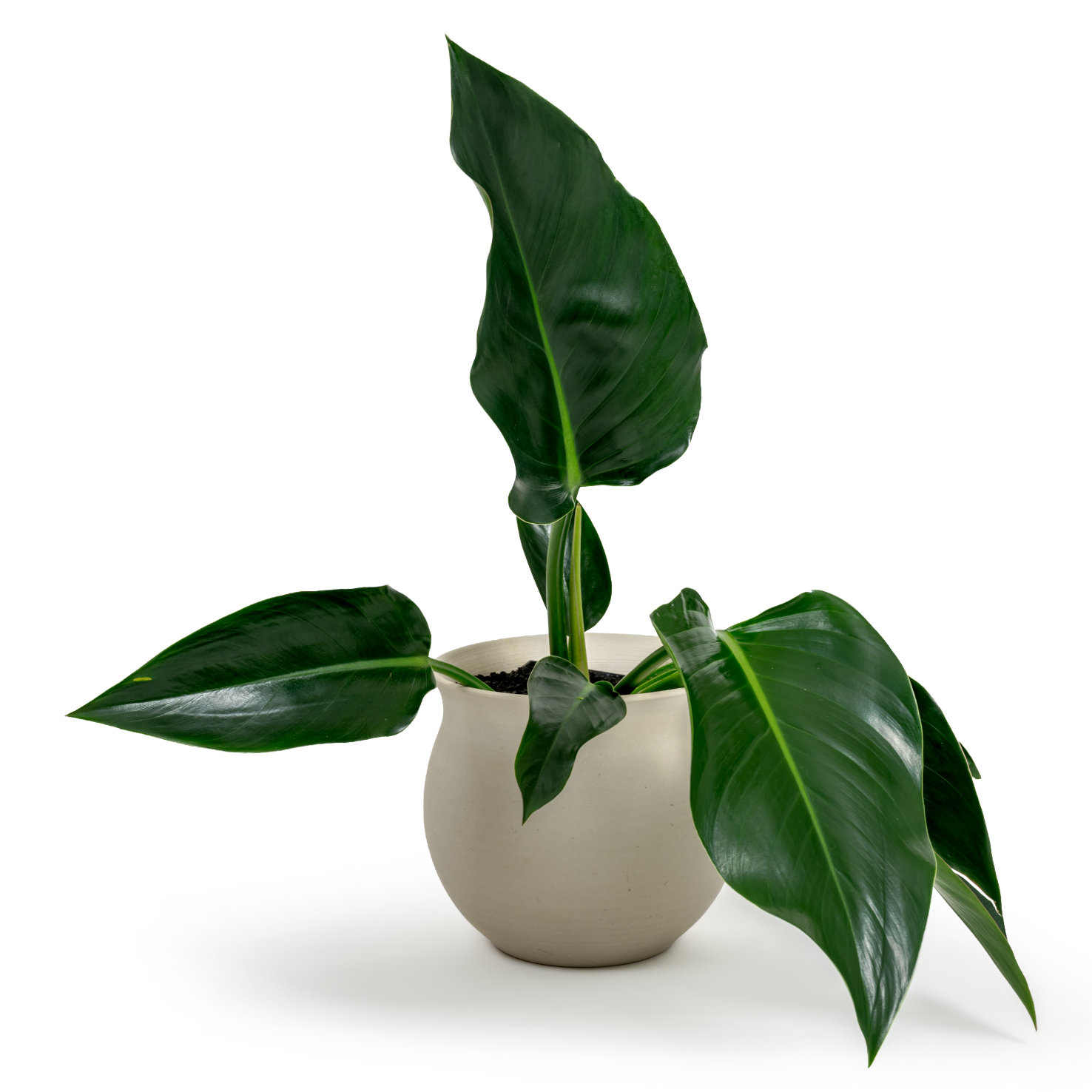 Green Congo