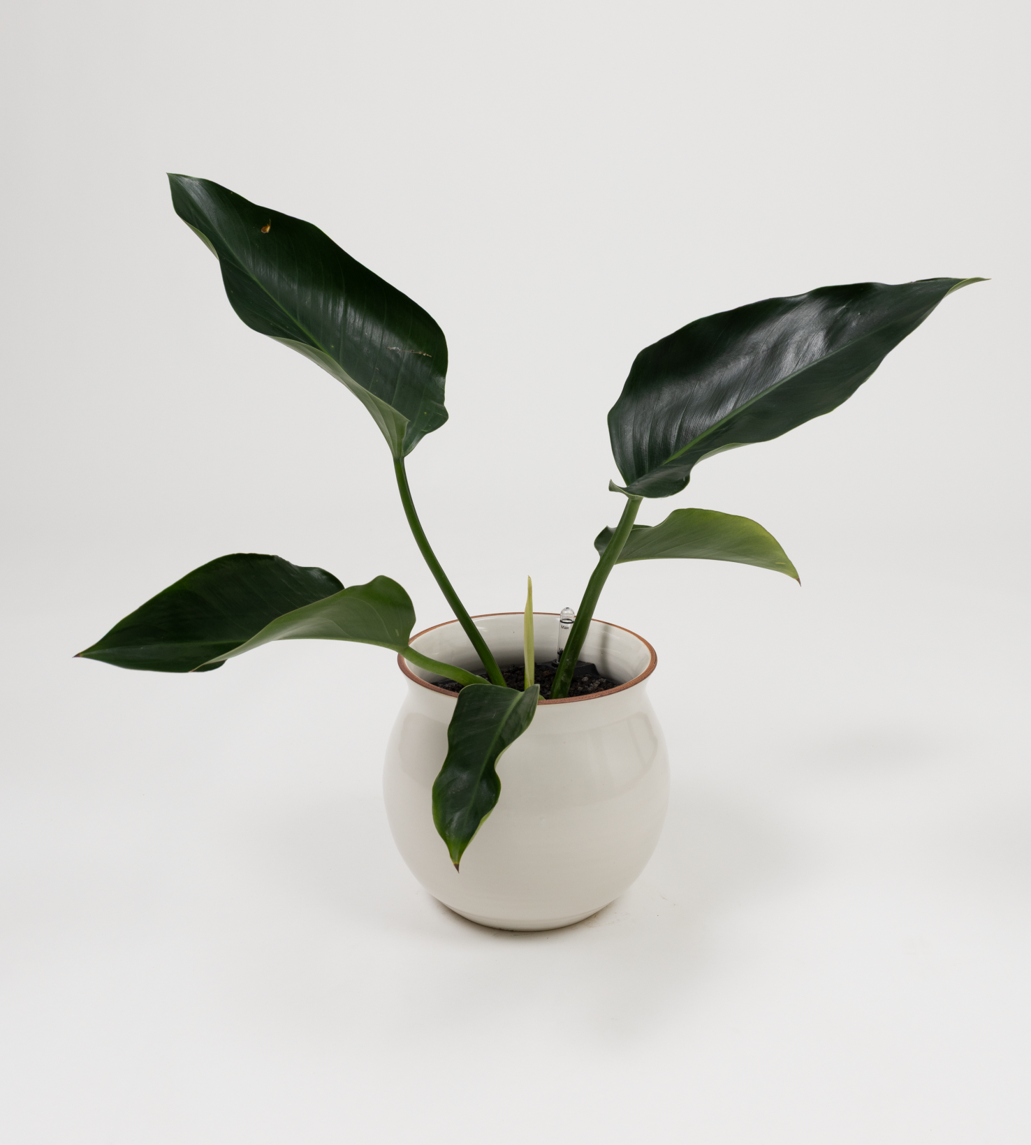 Philodendron hybrid 'Green congo'