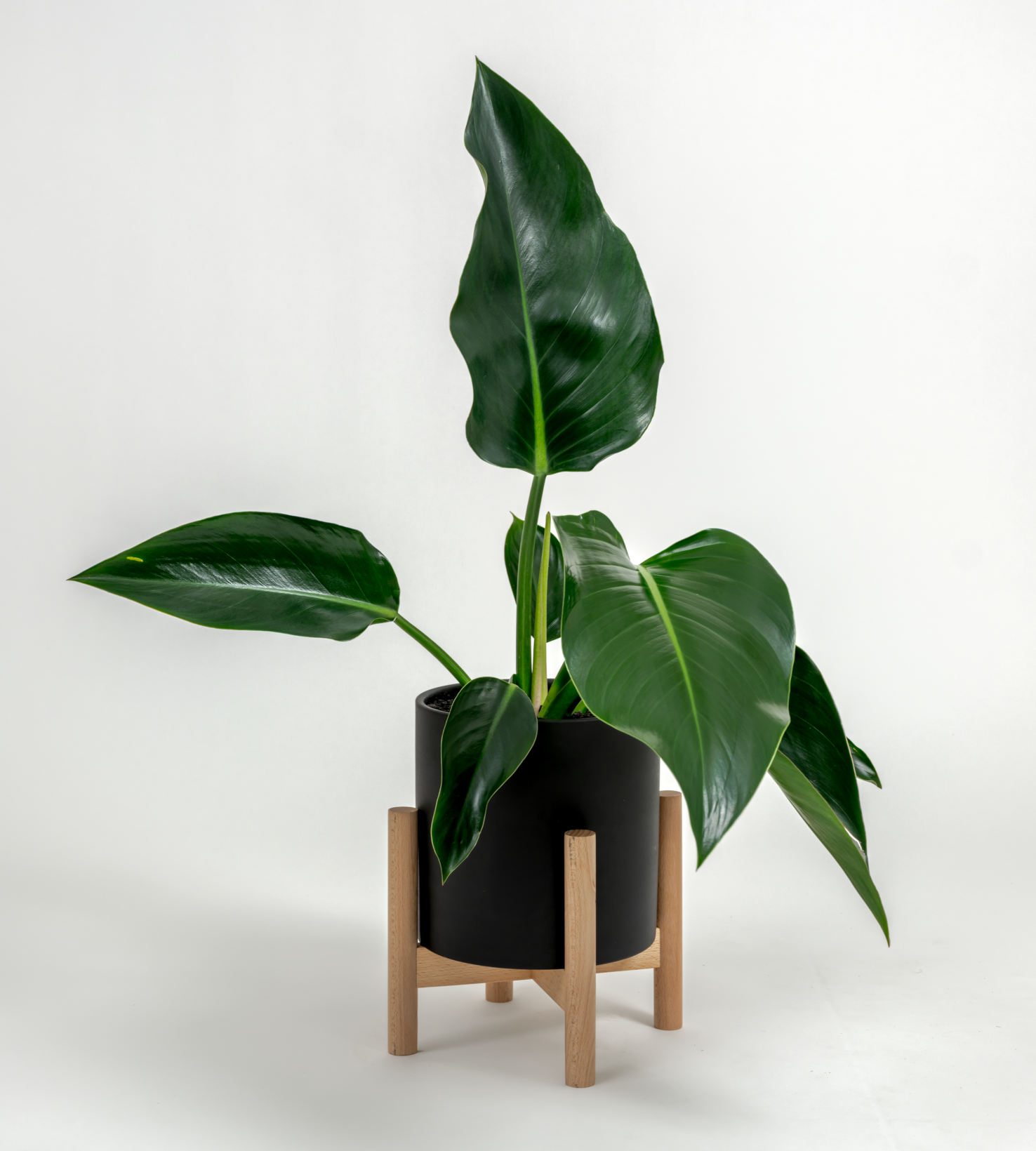 Philodendron hybrid 'Green congo'