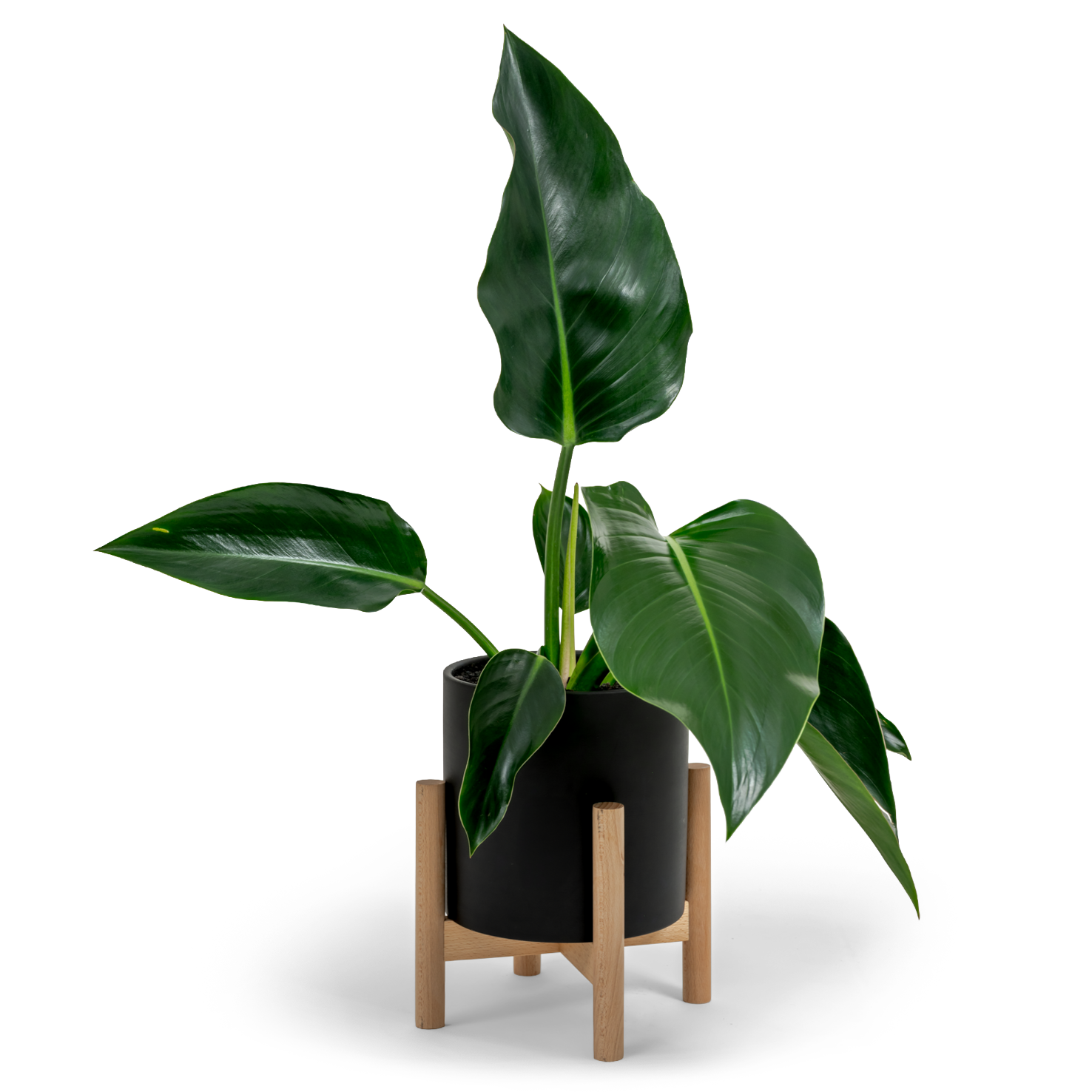 Green Congo