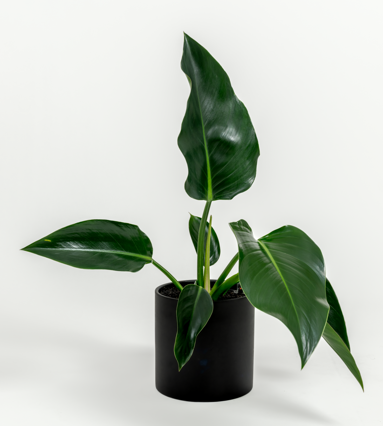 Philodendron hybrid 'Green congo'