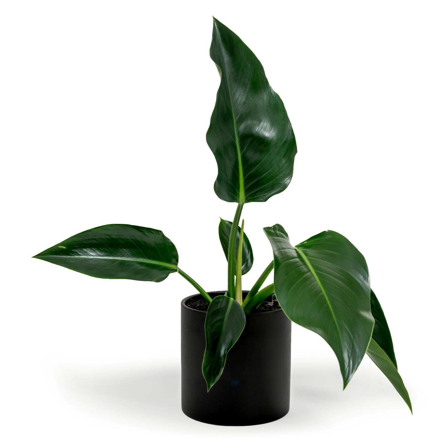 Green Congo