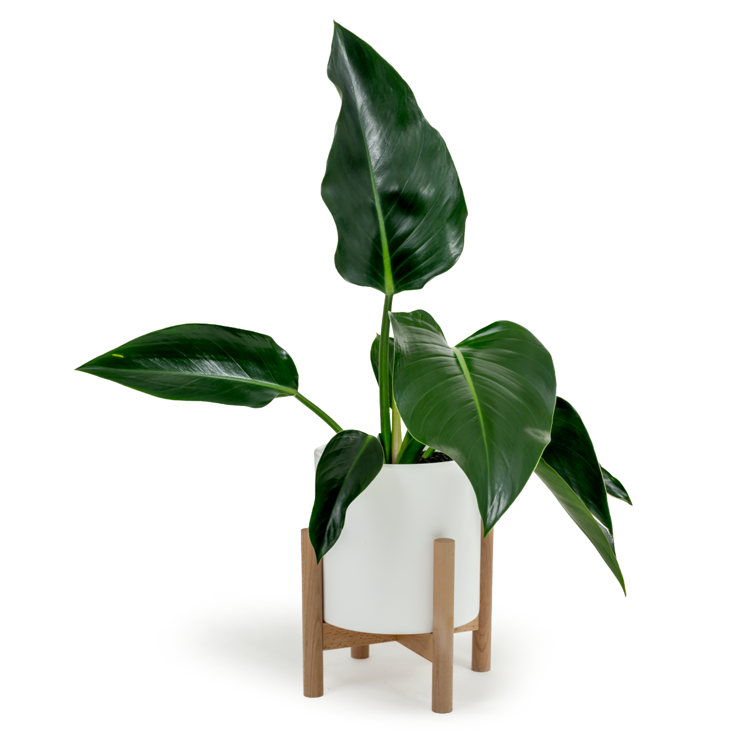 Green Congo