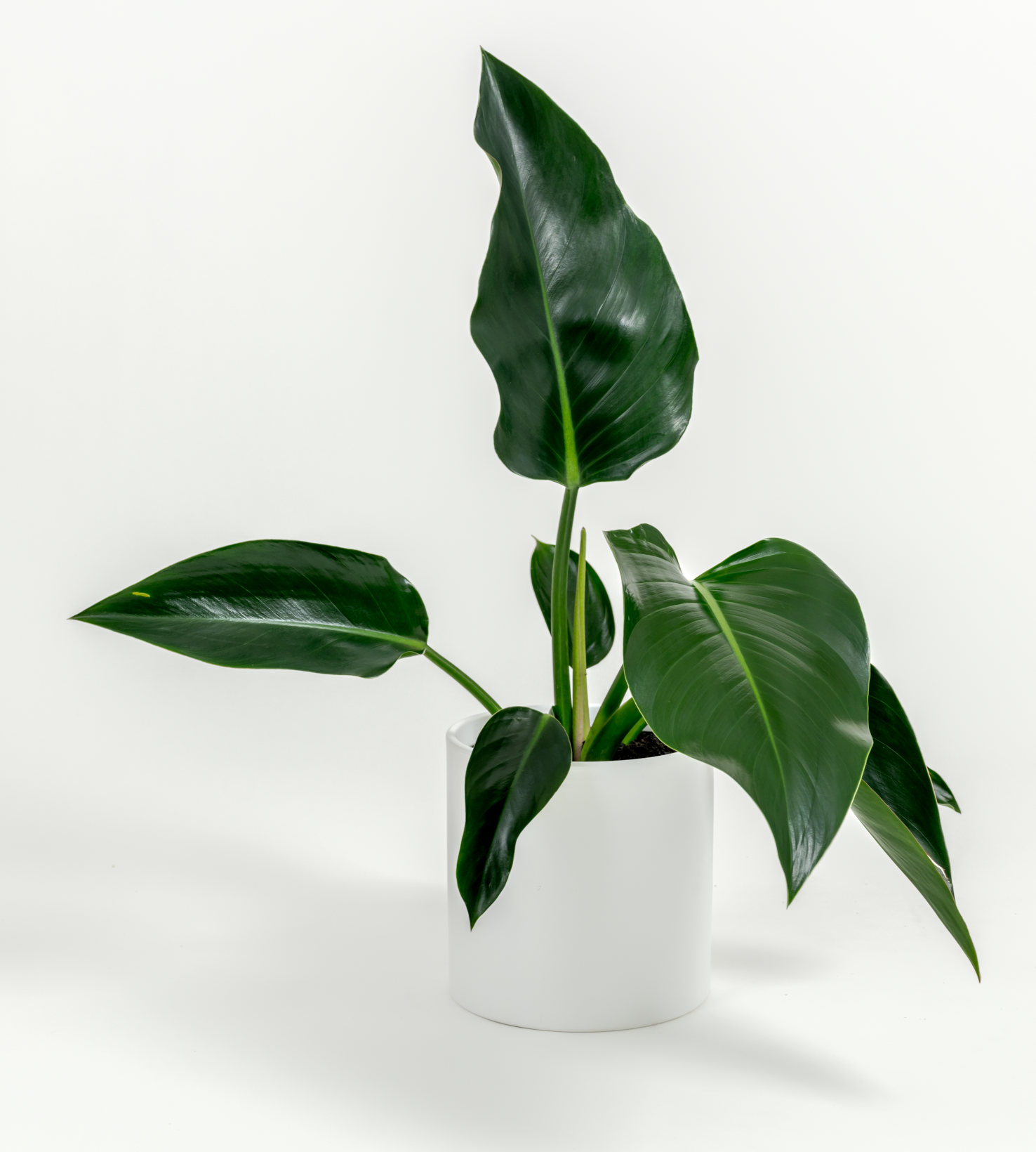 Philodendron hybrid 'Green congo'