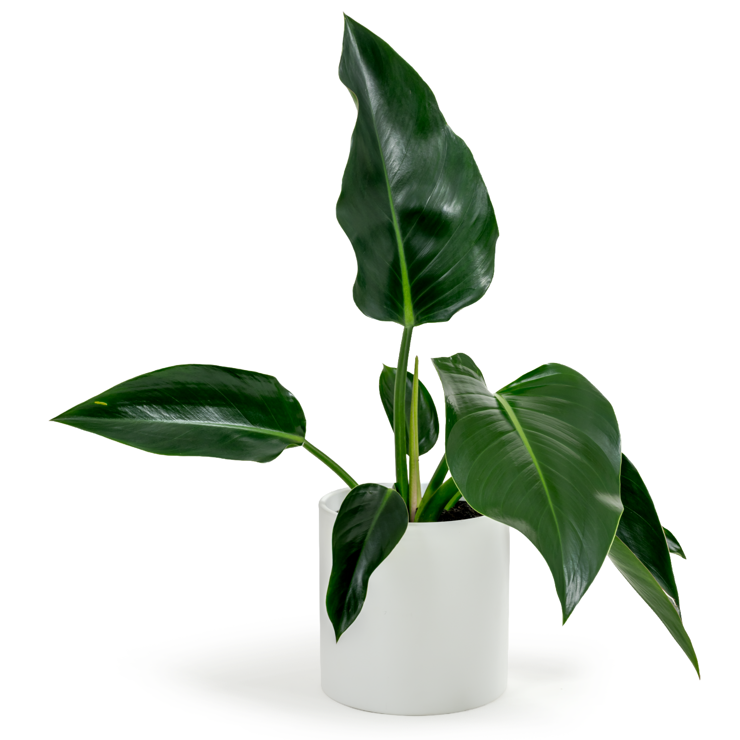 Green Congo