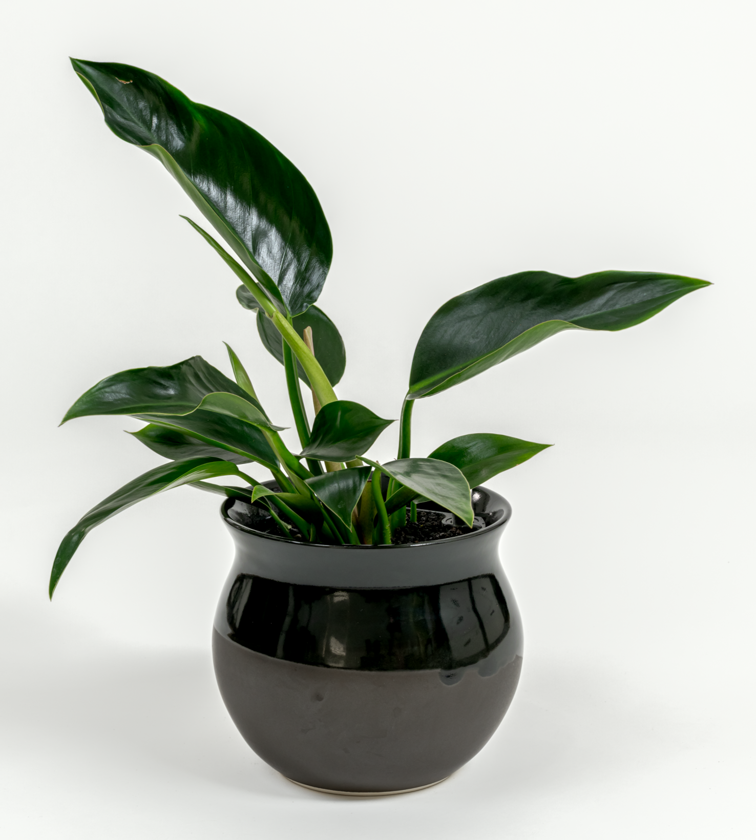 Philodendron hybrid 'Green congo'