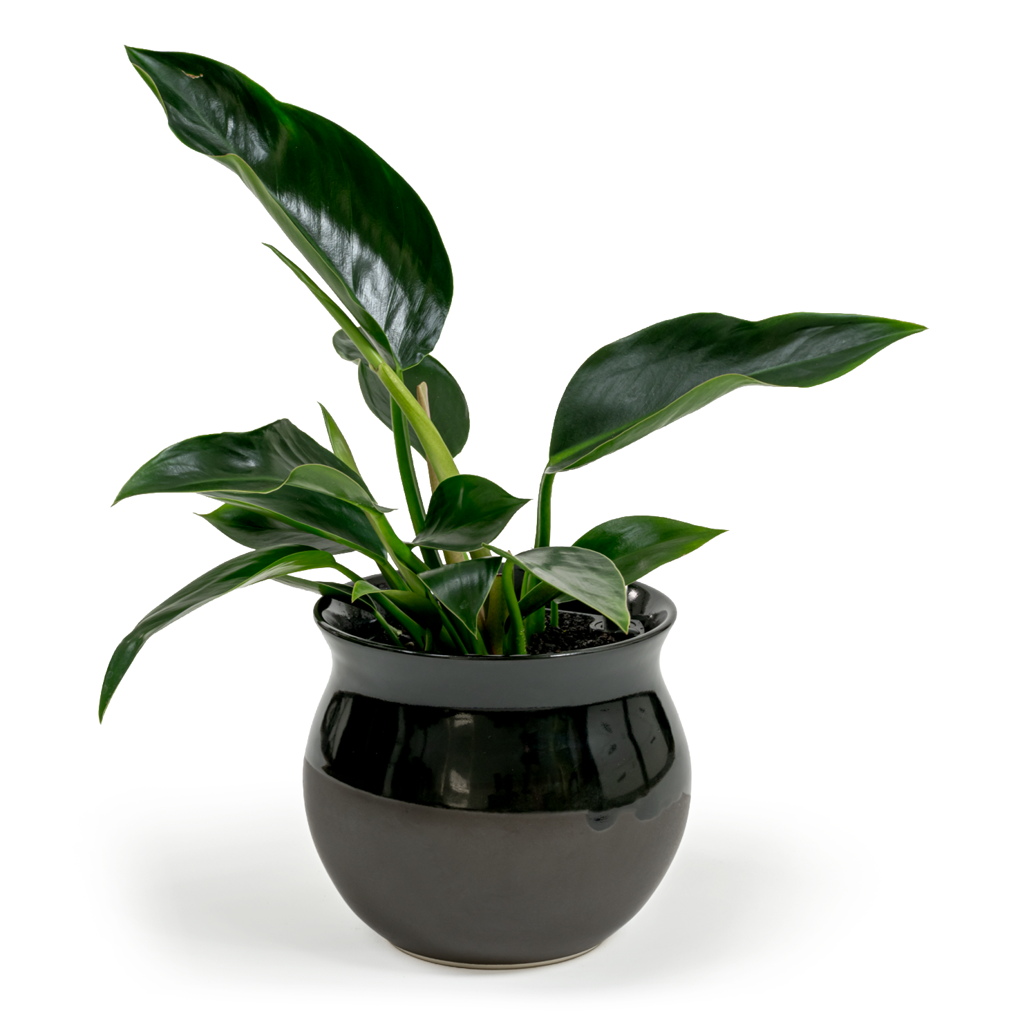Green Congo