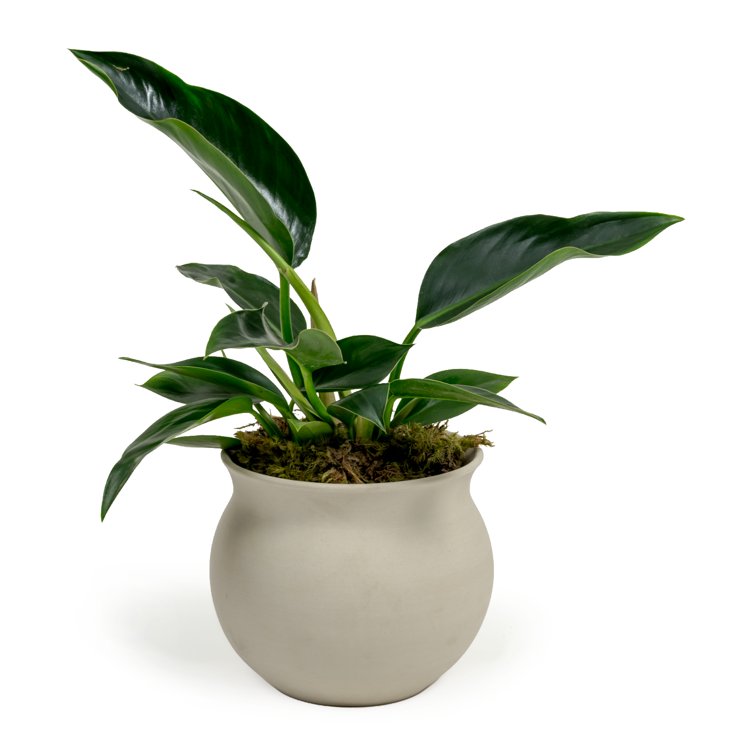 Green Congo