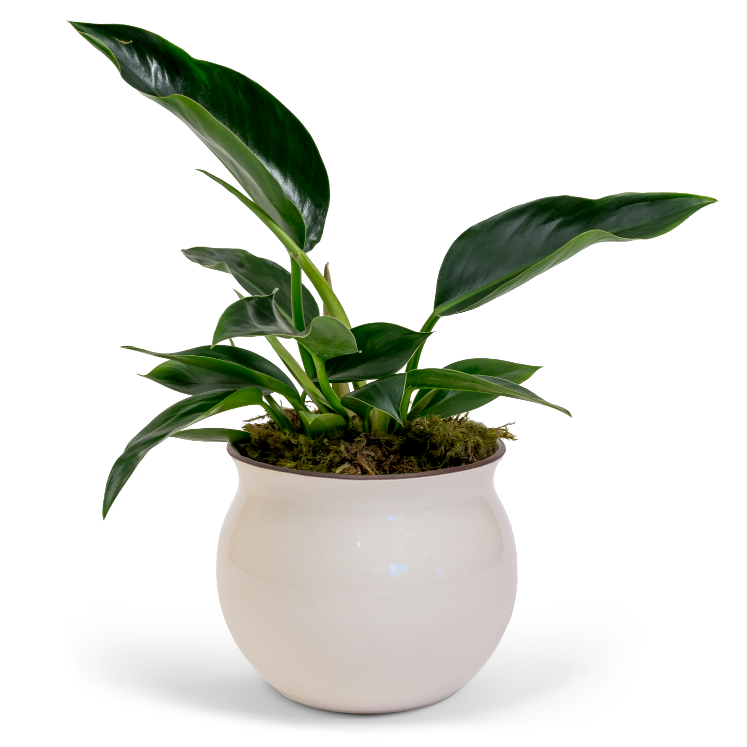 Green Congo