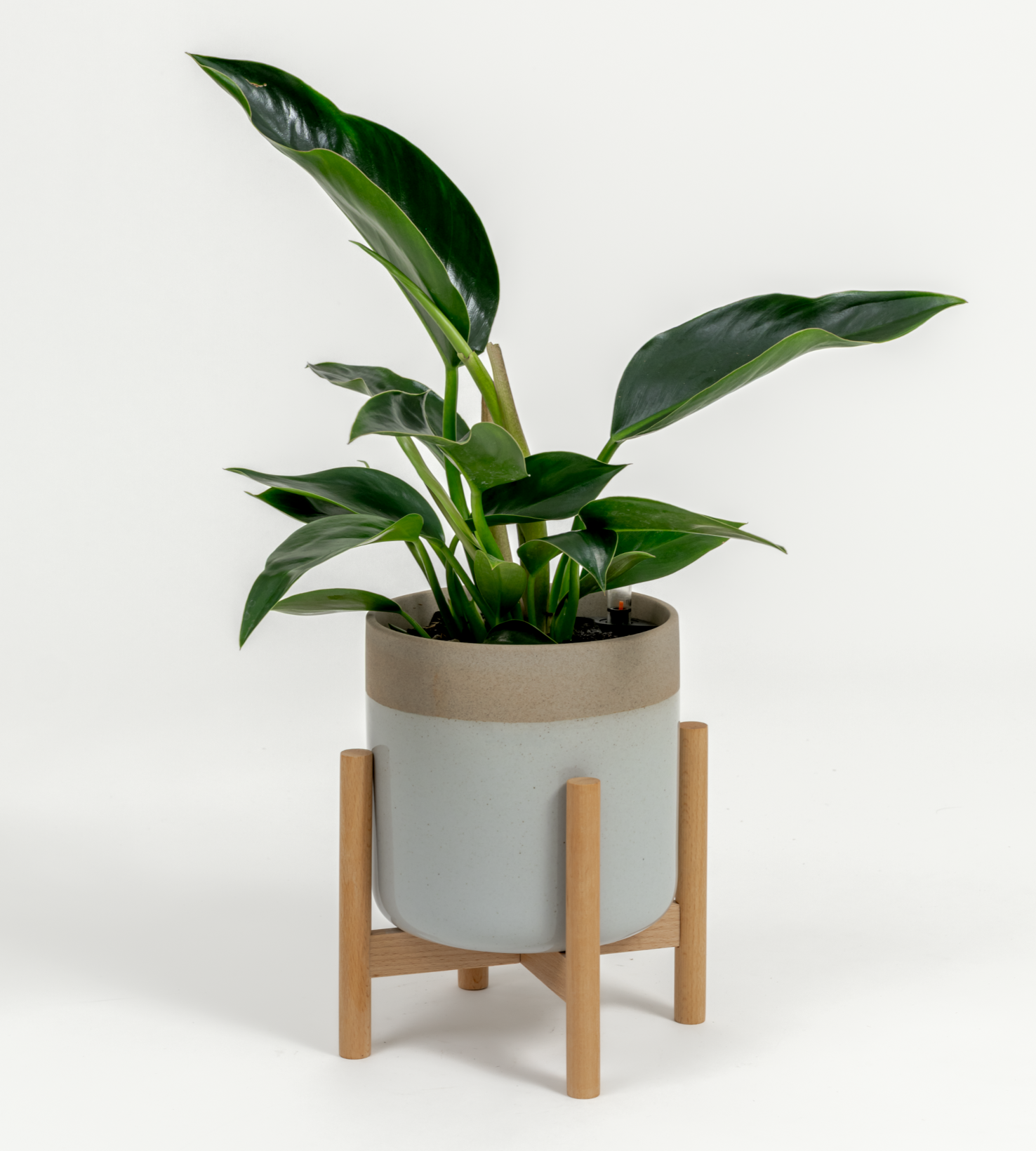 Philodendron hybrid 'Green congo'