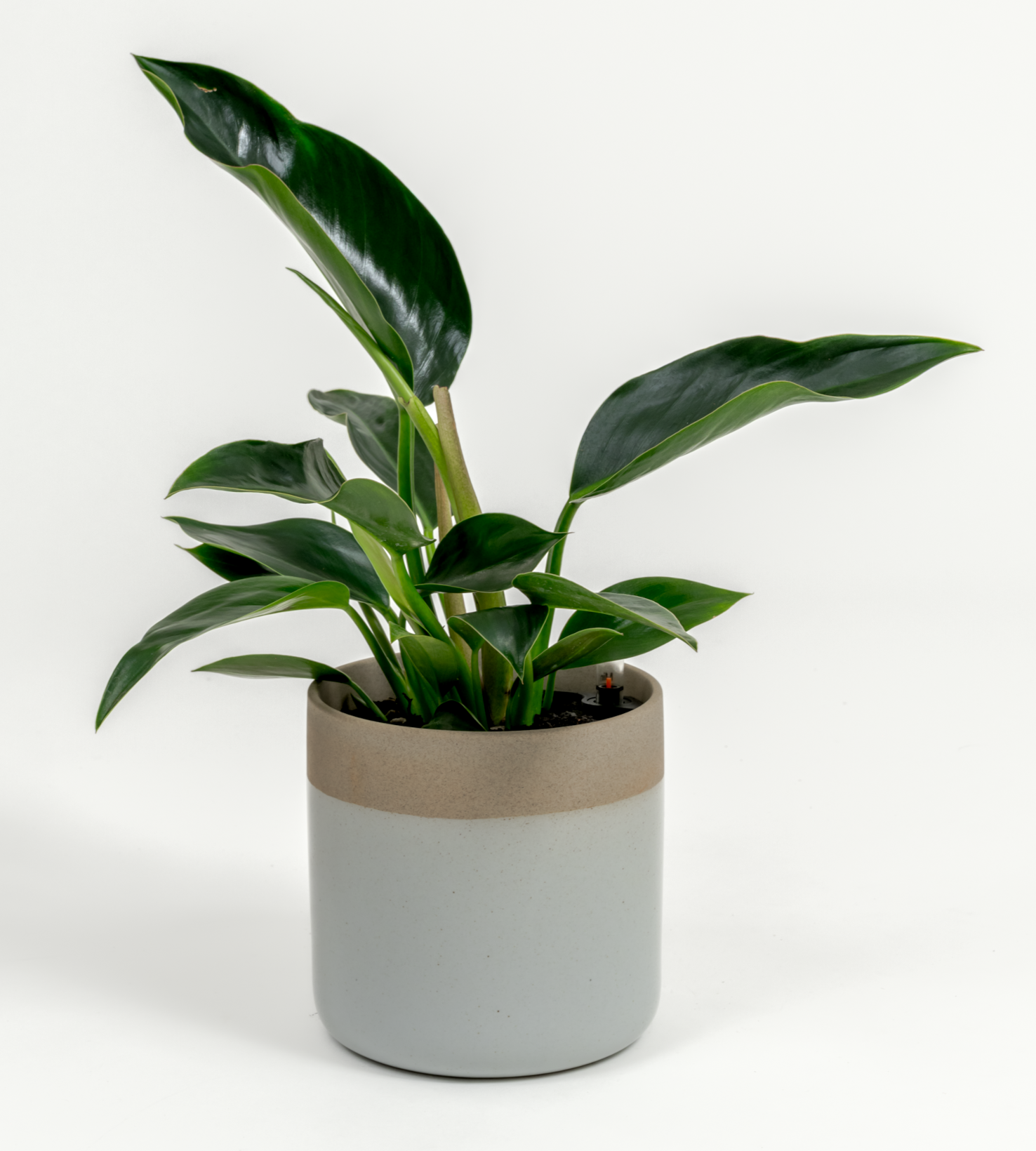 Philodendron hybrid 'Green congo'