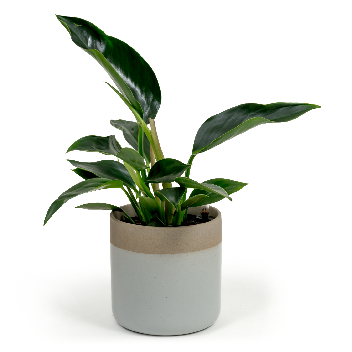 Green Congo
