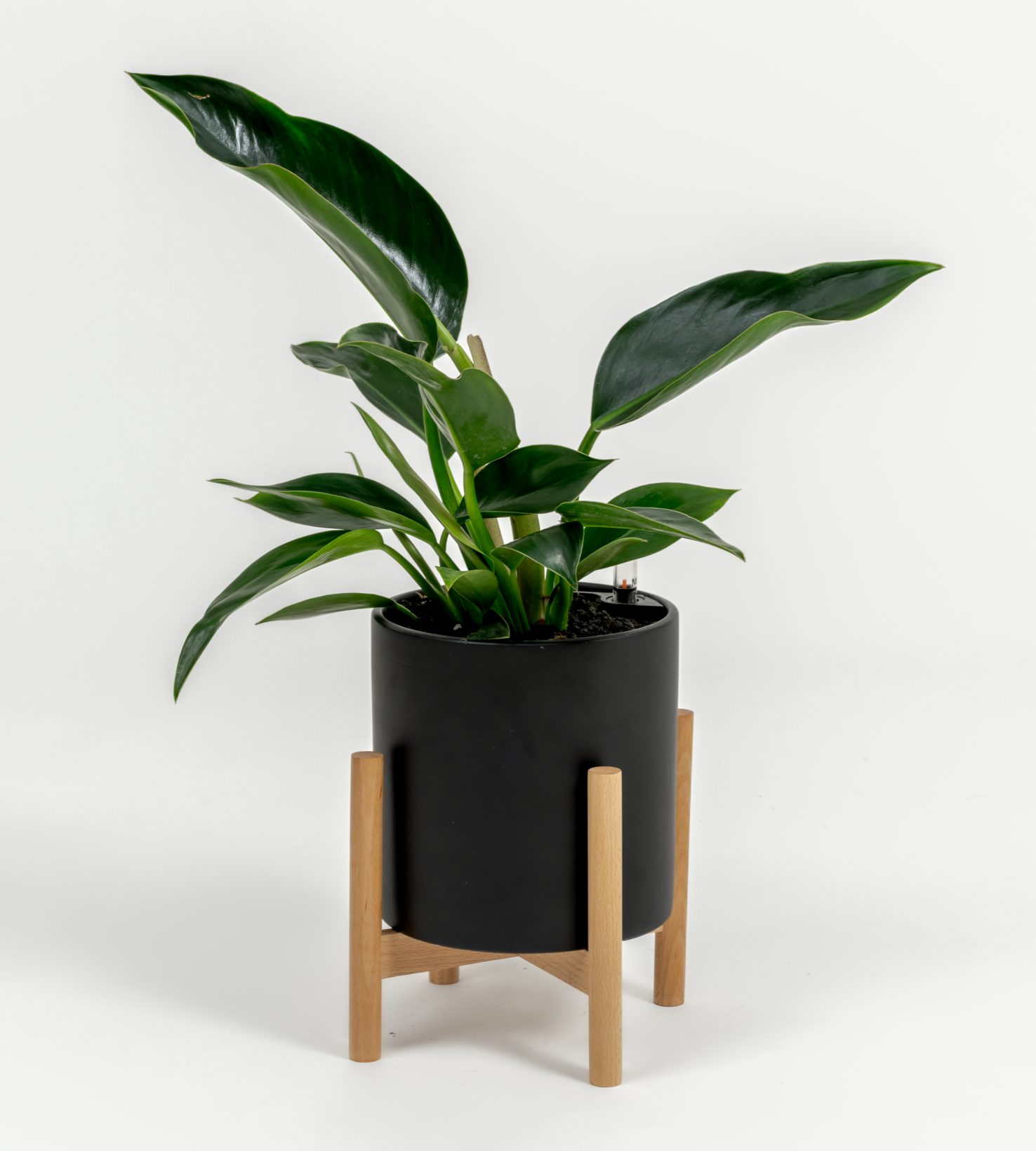 Philodendron hybrid 'Green congo'