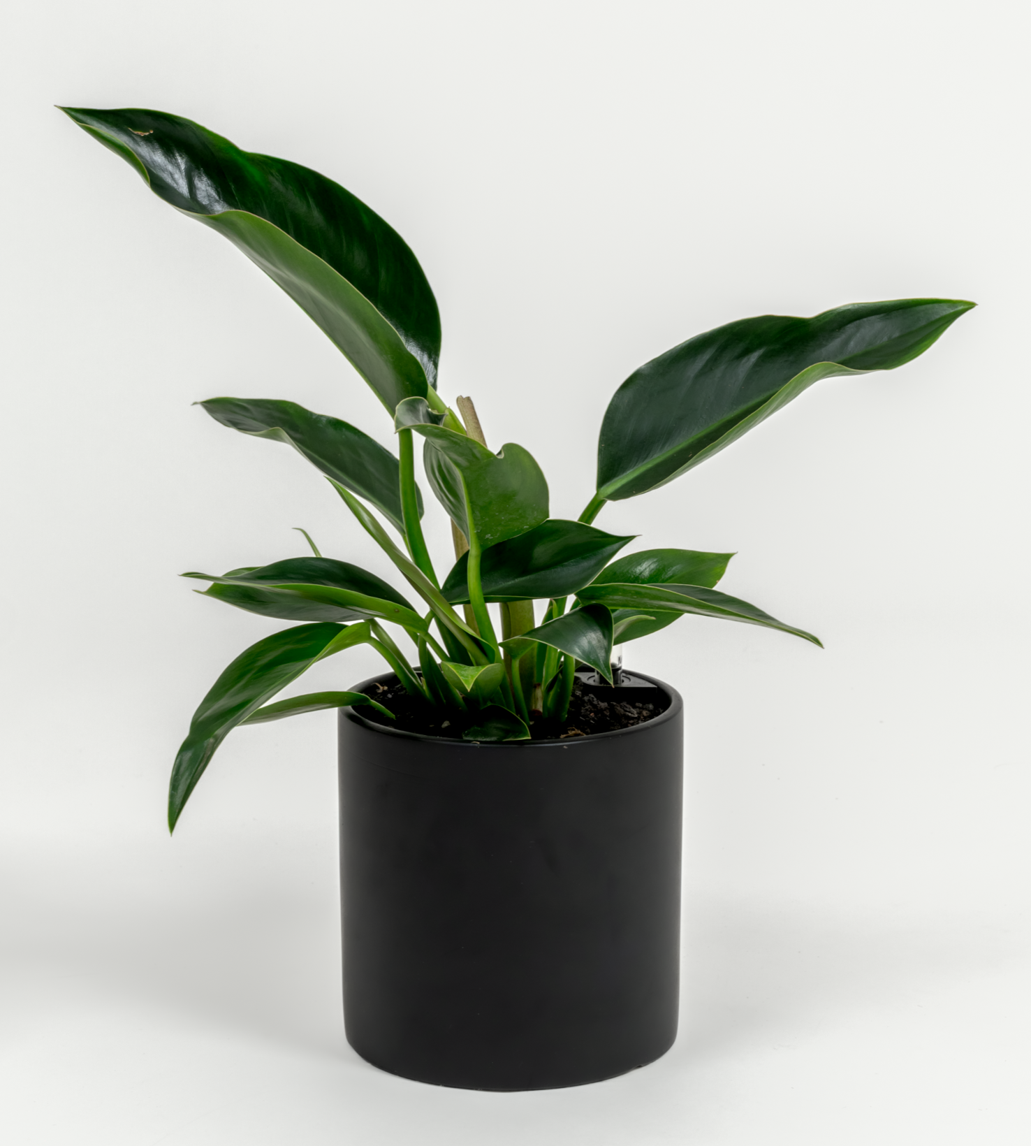 Philodendron hybrid 'Green congo'