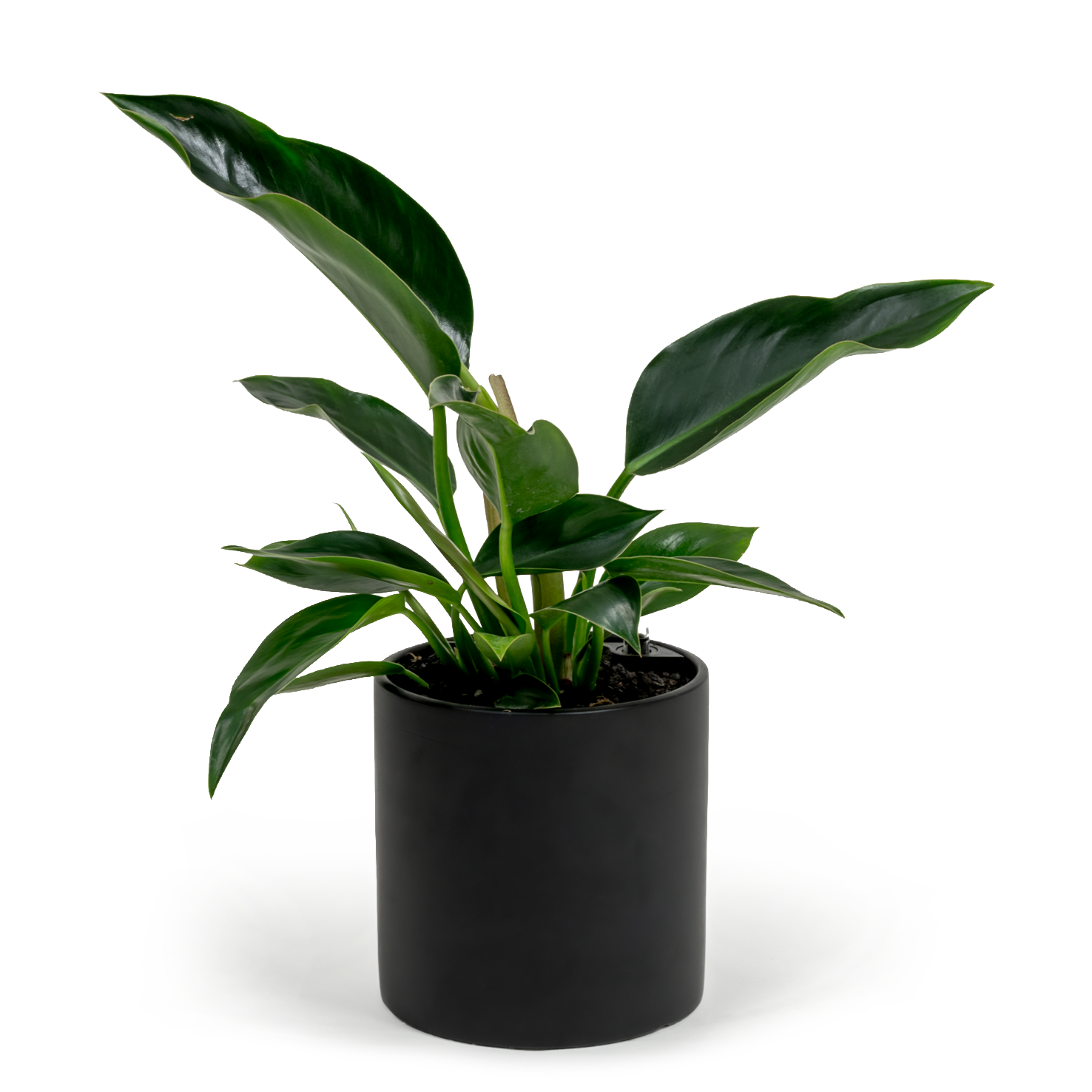 Green Congo