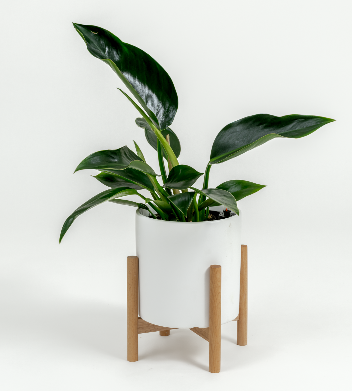 Philodendron hybrid 'Green congo'