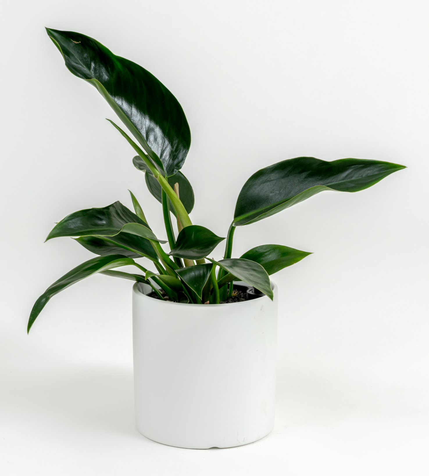 Philodendron hybrid 'Green congo'