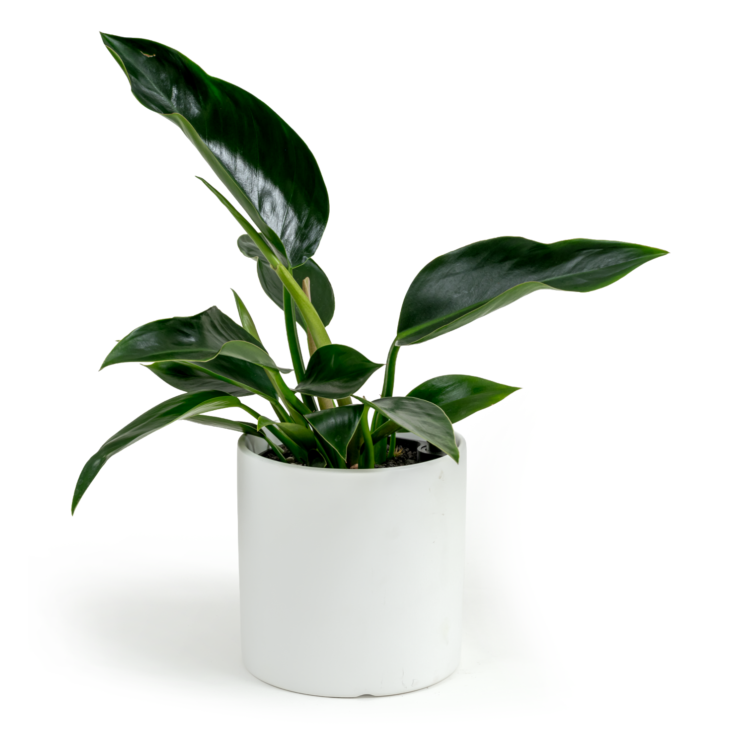 Green Congo