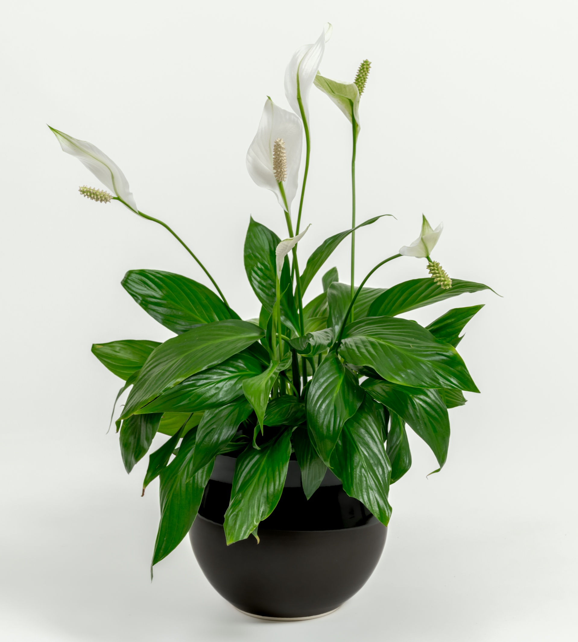 Peace Lilly