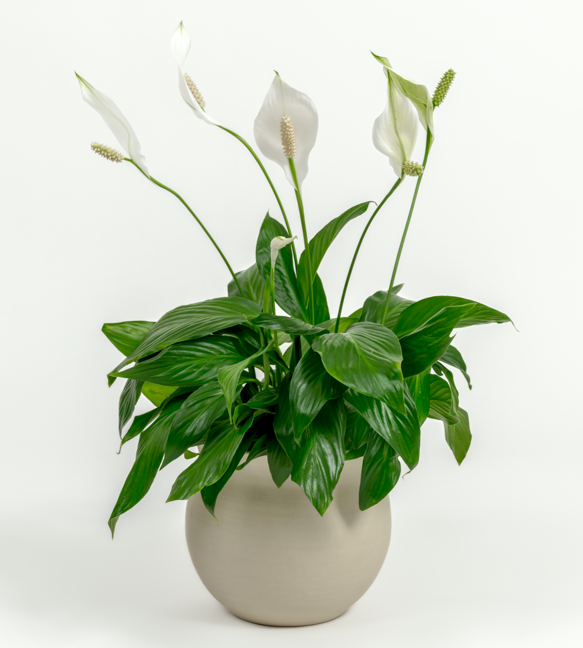 Peace Lilly