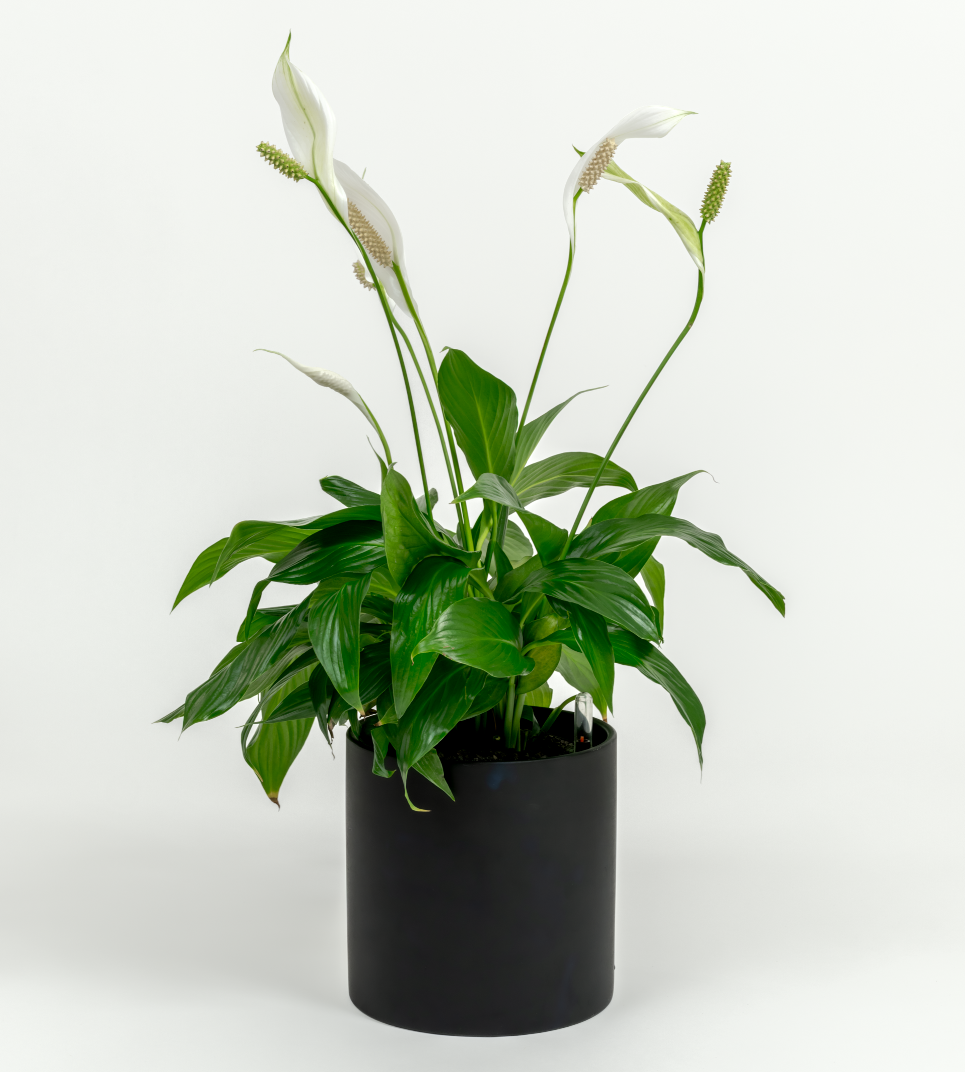 Peace Lilly