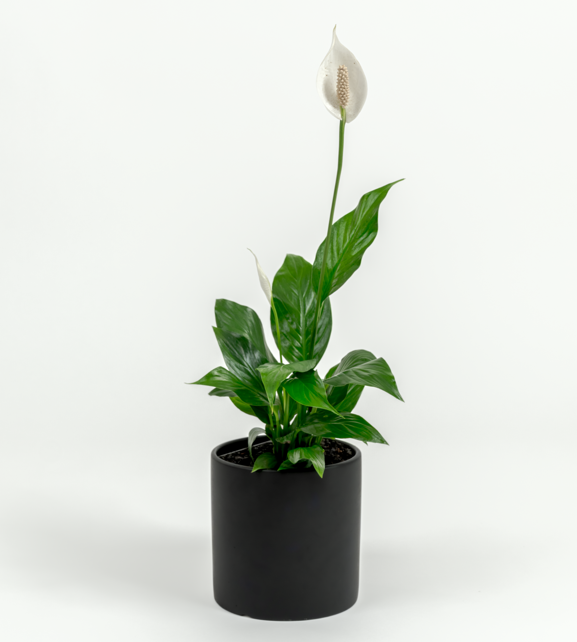 Peace Lilly