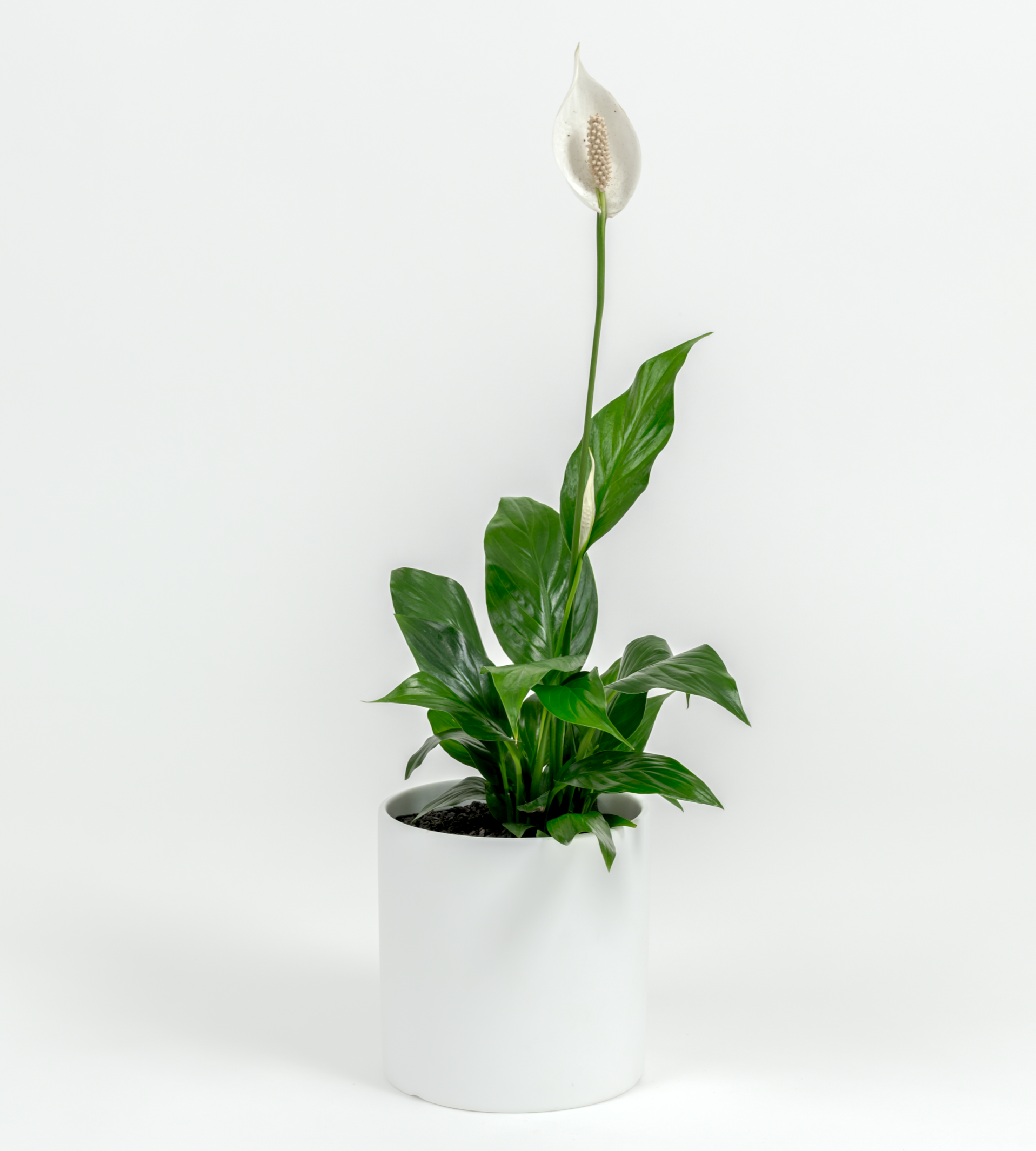 Peace Lilly