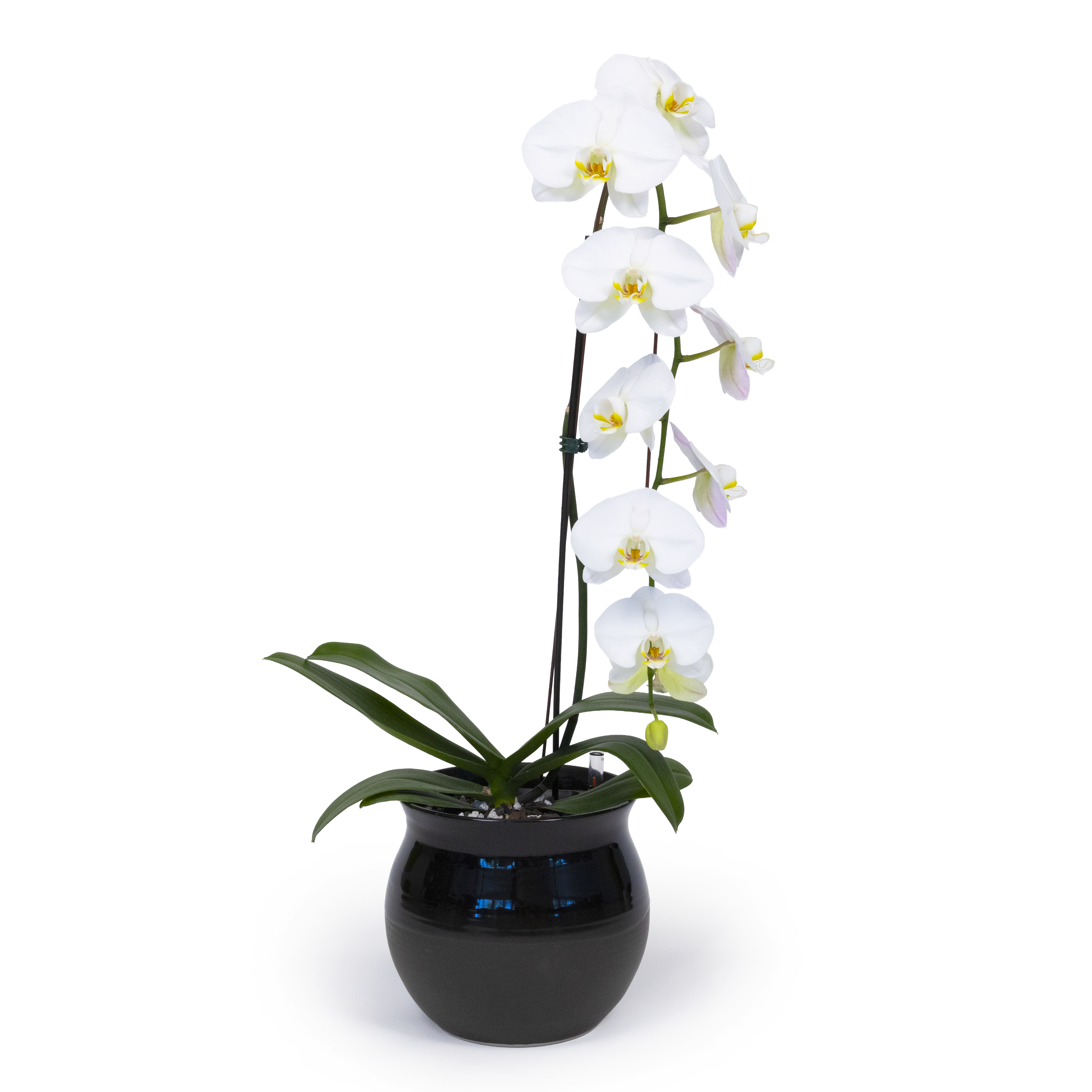 White Moth Orchid