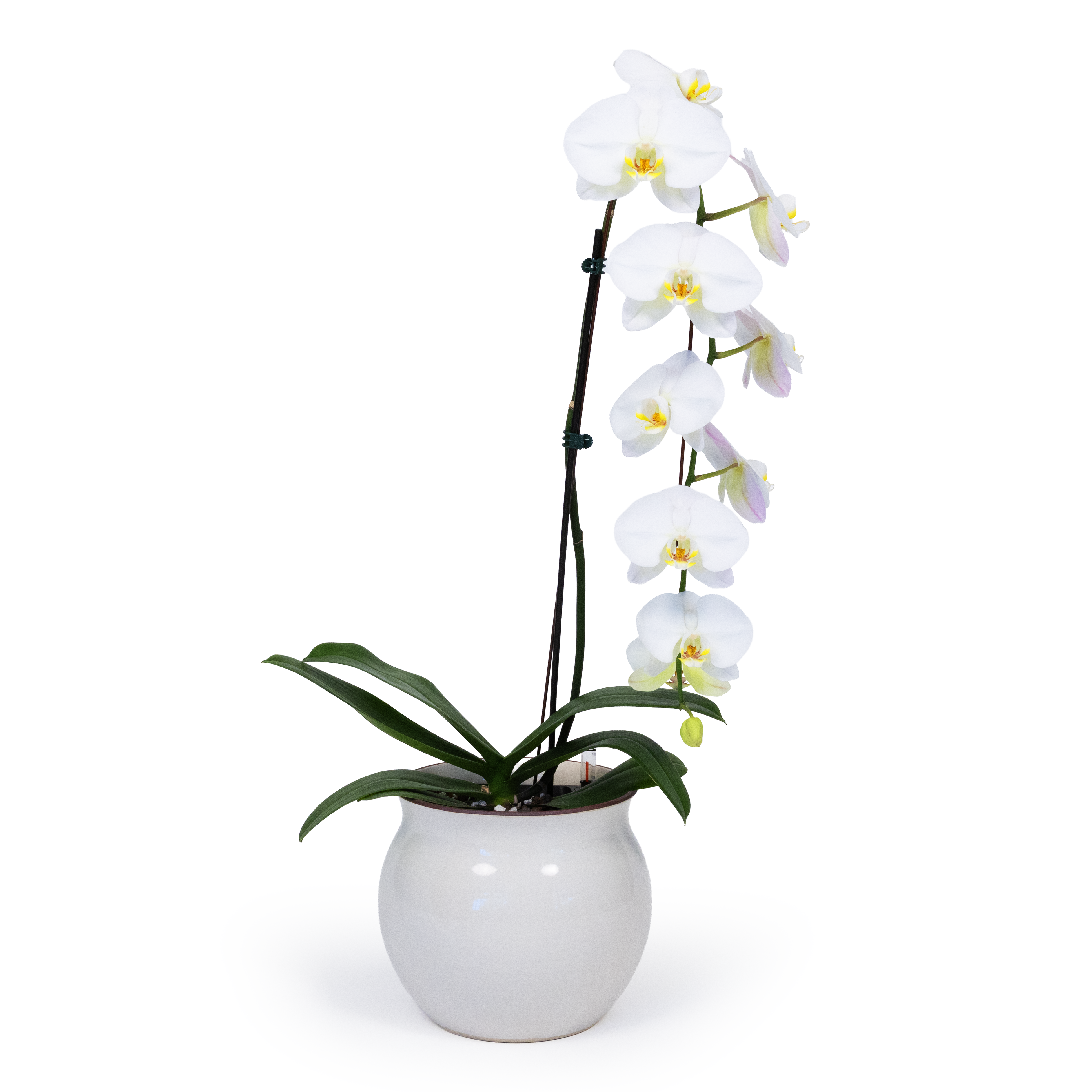 White Moth Orchid