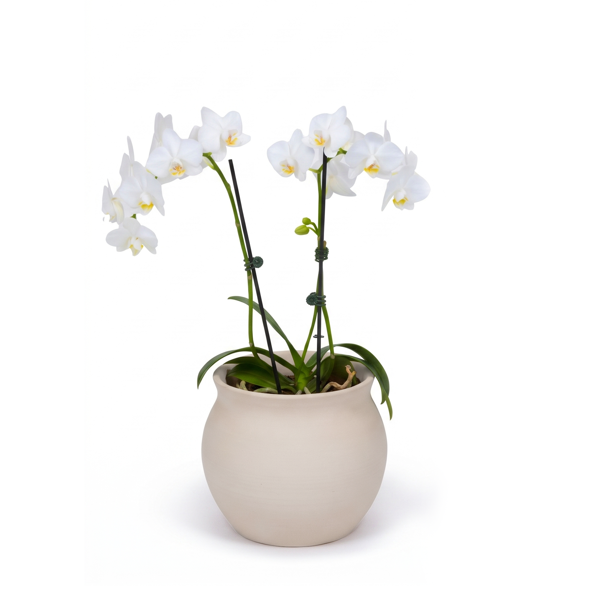 White Moth Orchid