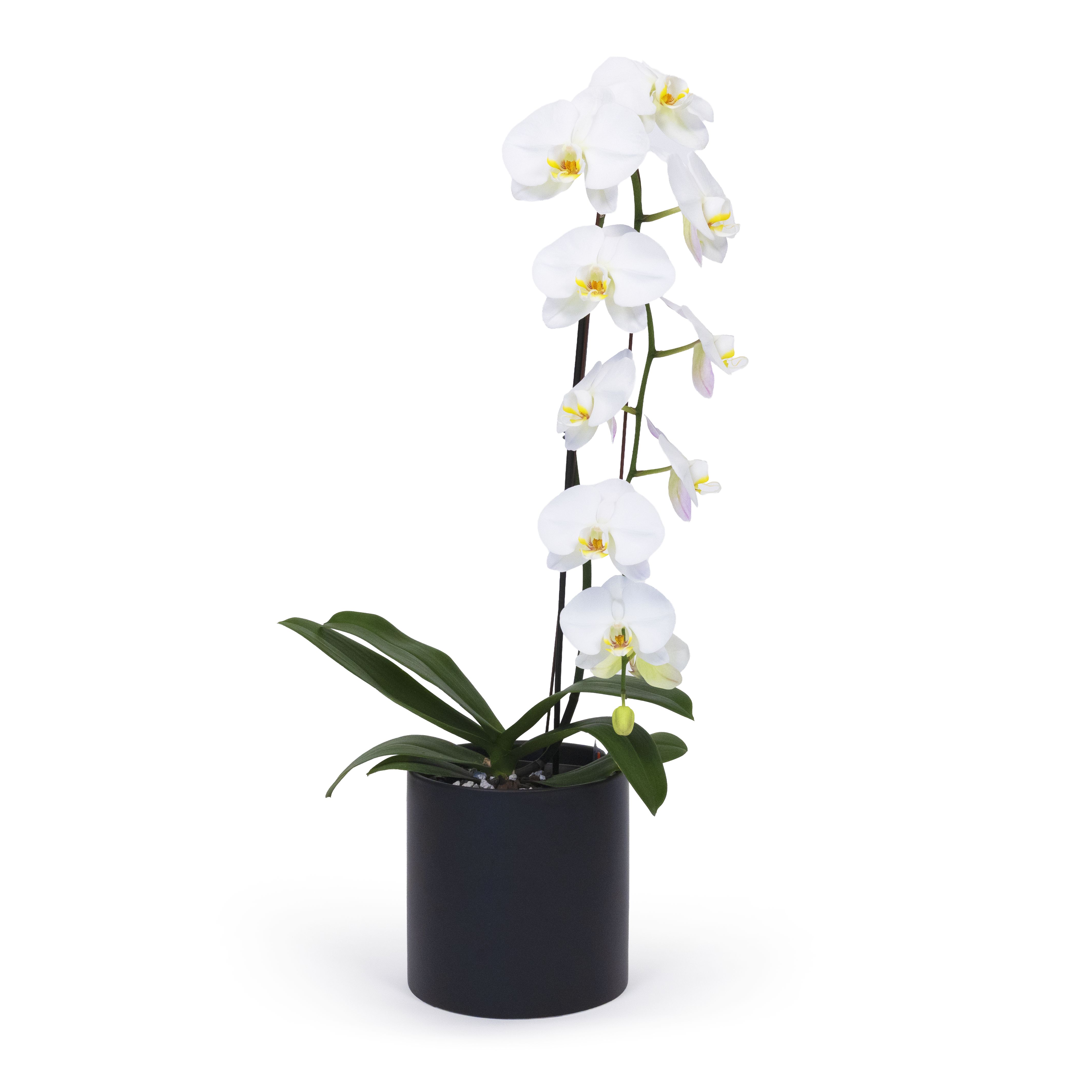 White Moth Orchid