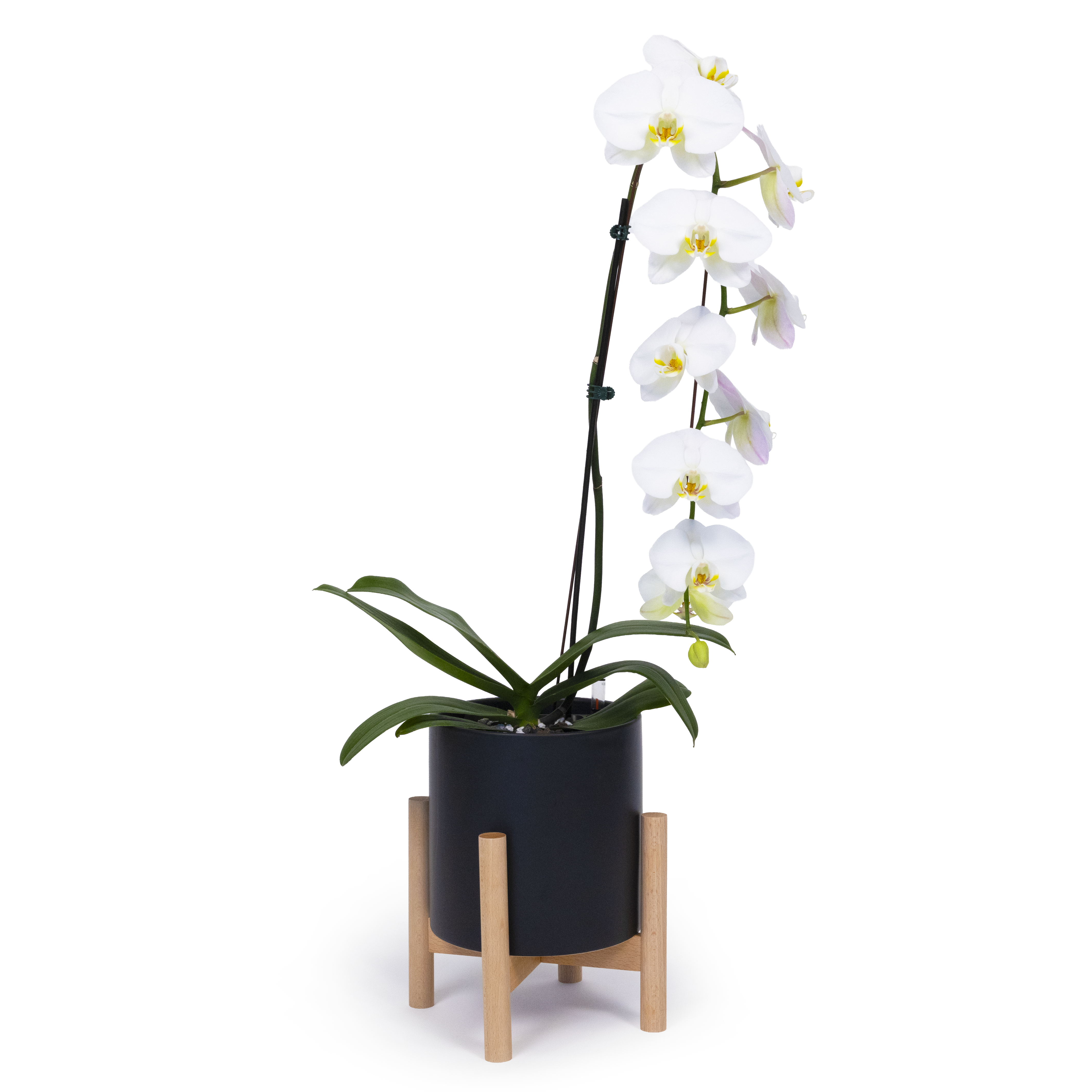 White Moth Orchid
